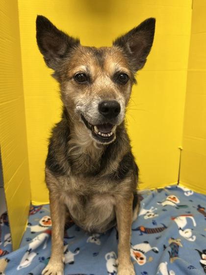 Enlarge Mochi, a Adoptable mixed breed in Houston, TX image 1/3