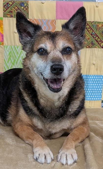 Mochi, Adoptable, Senior Female Australian Cattle Dog / Blue Heeler & Mixed Breed.