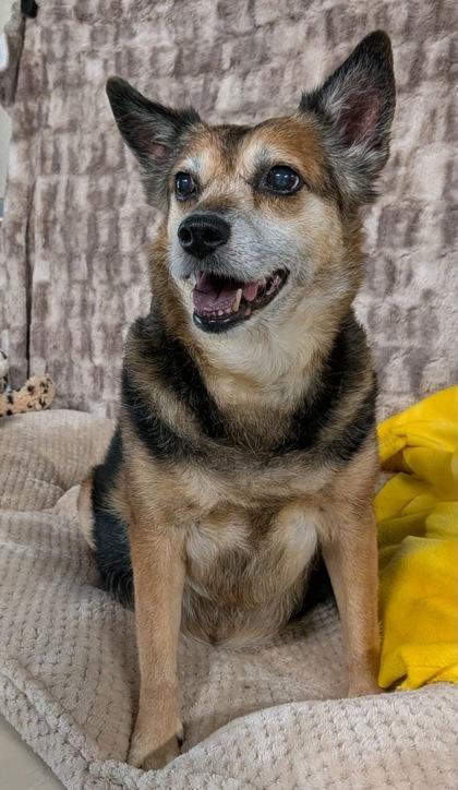 Mochi, a Adoptable mixed breed in Houston, TX image 2/3