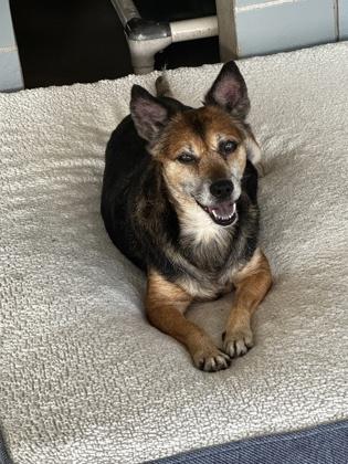 Mochi, Adoptable, Senior Female Australian Cattle Dog / Blue Heeler & Mixed Breed.