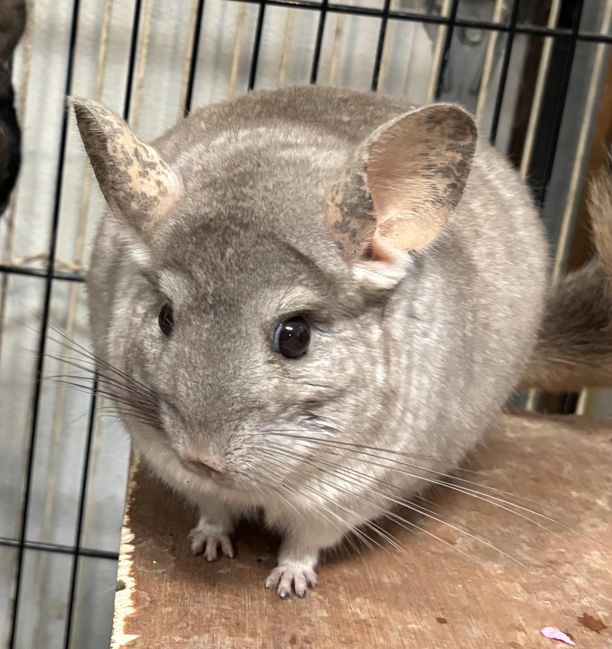 Ash & Mochi, Adoptable, Adult Male Chinchilla.