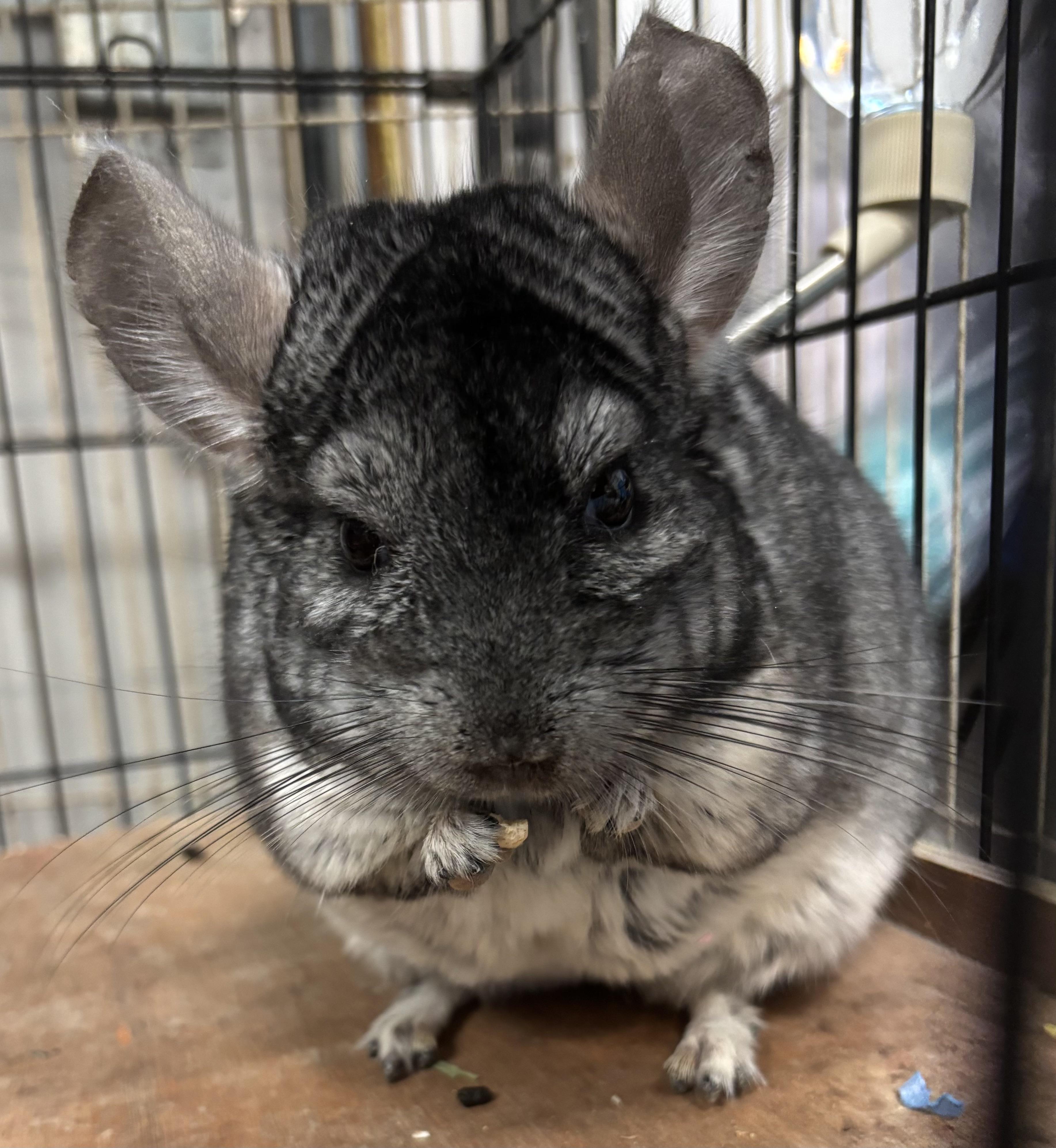 Enlarge Ash & Mochi, a Adoptable Chinchilla in Paramus, NJ image 2/3