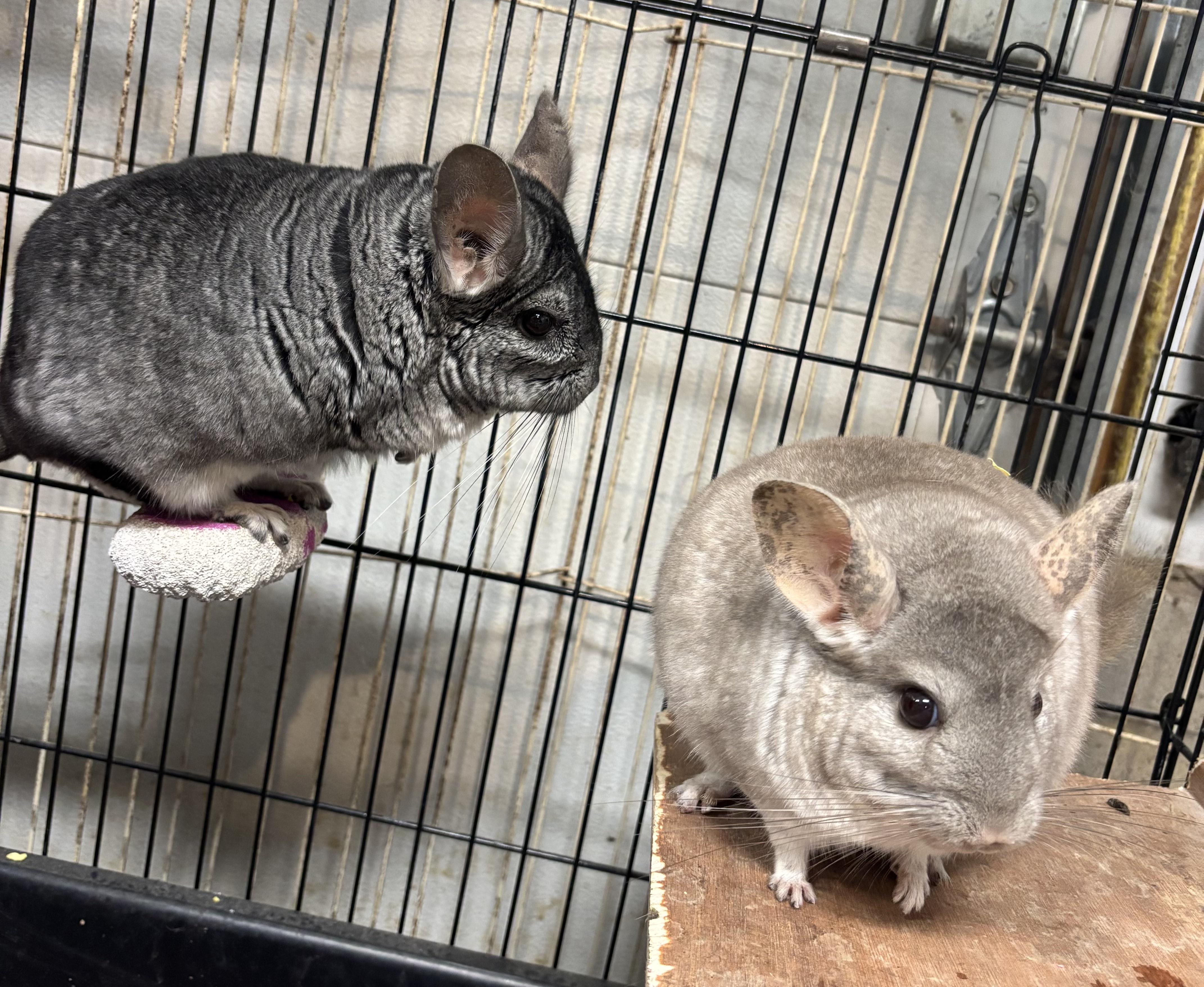 Enlarge Ash & Mochi, a Adoptable Chinchilla in Paramus, NJ image 3/3