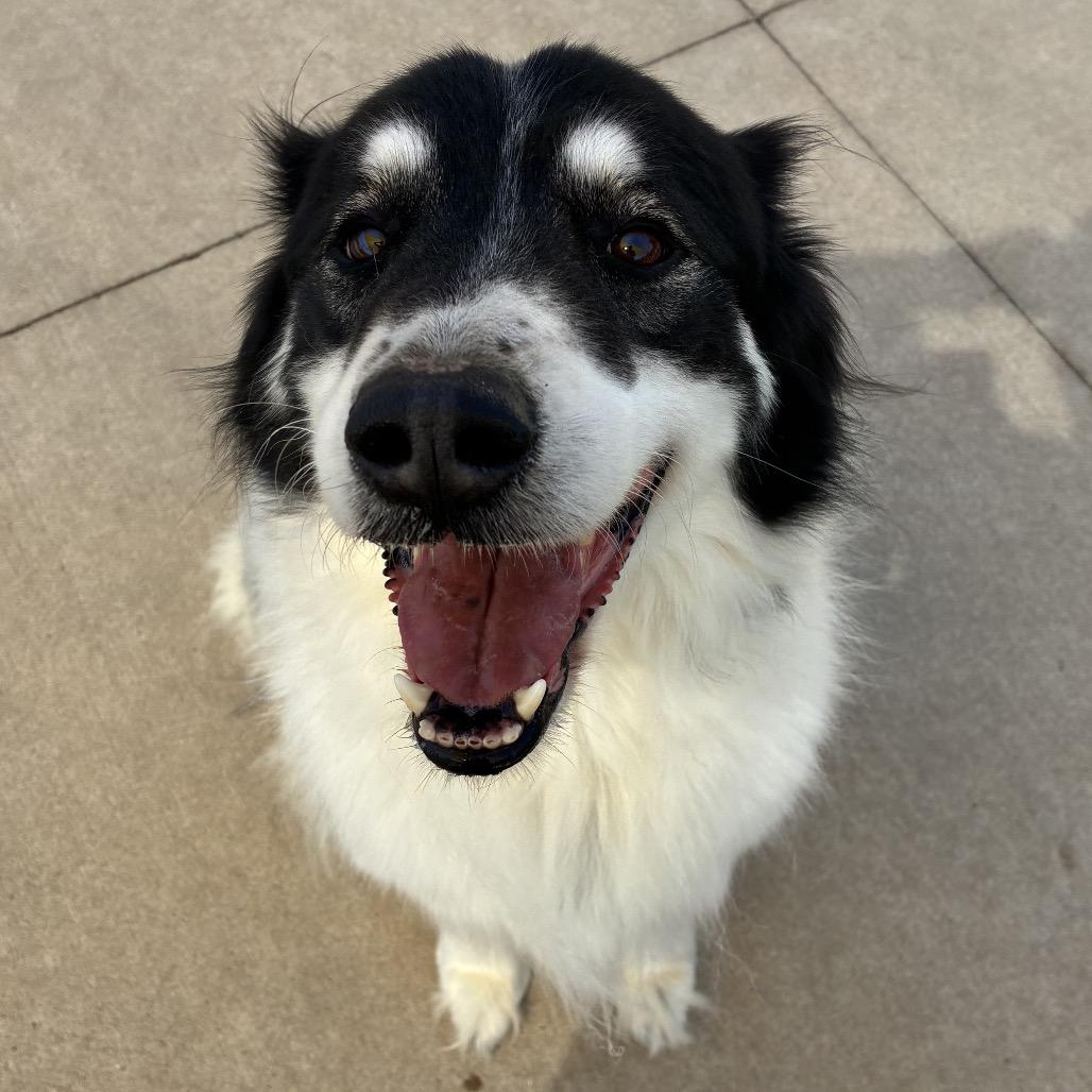 Bo, Adoptable, Adult Male Great Pyrenees & Border Collie.