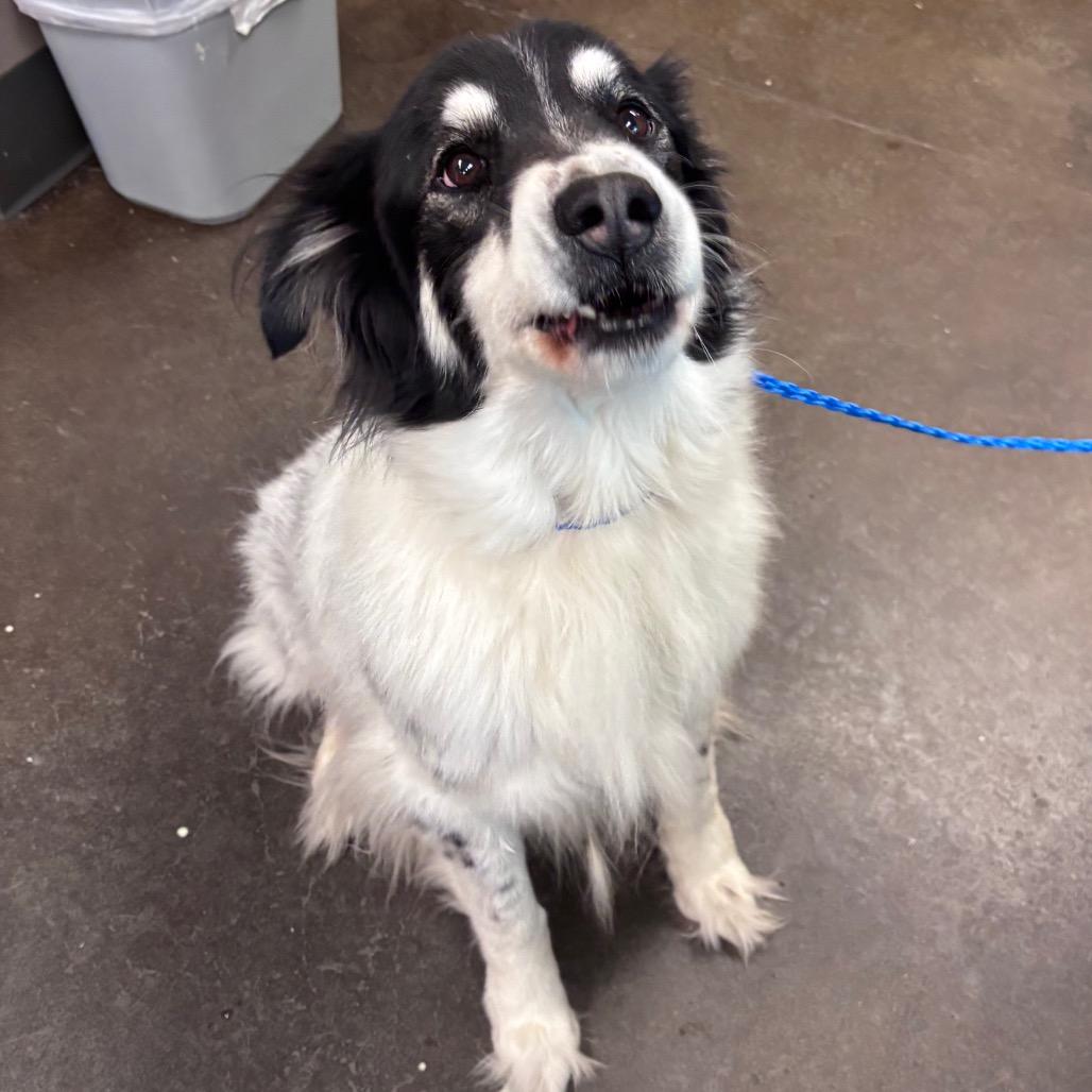 Enlarge Bo, a Adoptable mixed breed in Norman, OK image 2/3