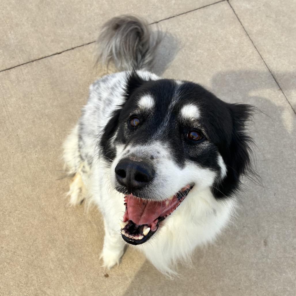 Enlarge Bo, a Adoptable mixed breed in Norman, OK image 3/3