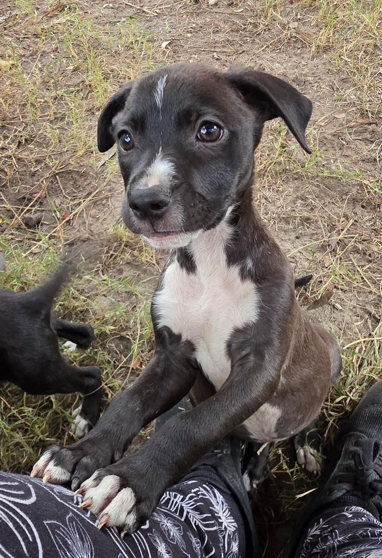 Enlarge Matilda, a Adoptable mixed breed in Rhinebeck, NY image 2/2