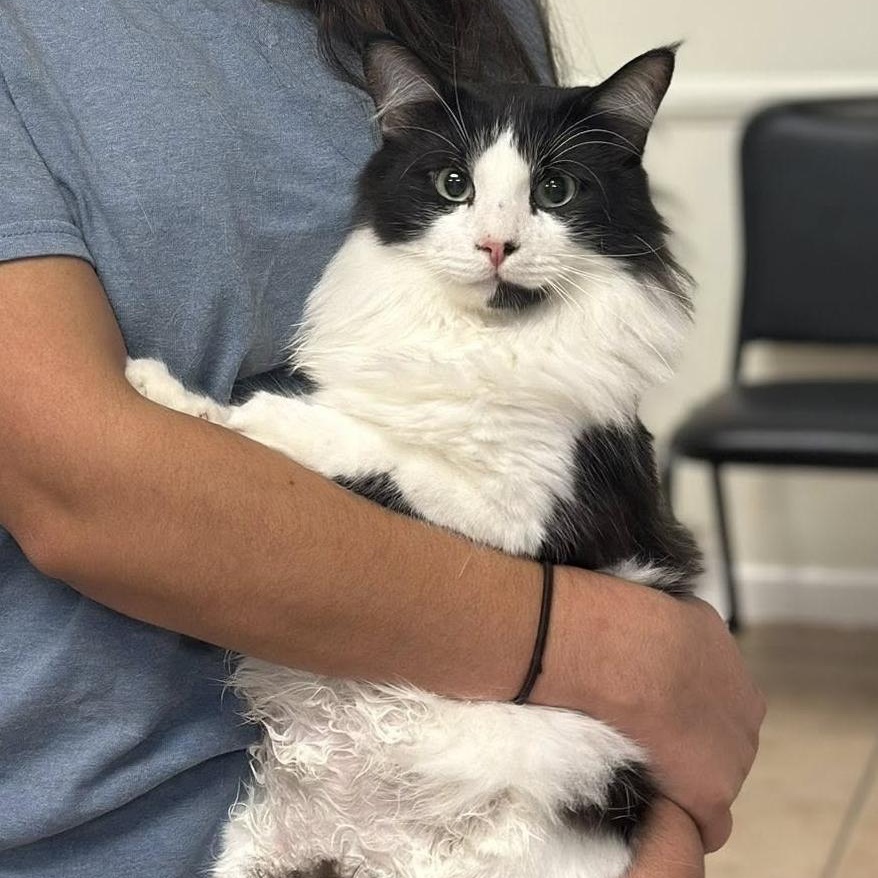 Patrick $50, a Adoptable Domestic Long Hair in Seneca, SC image 2/5