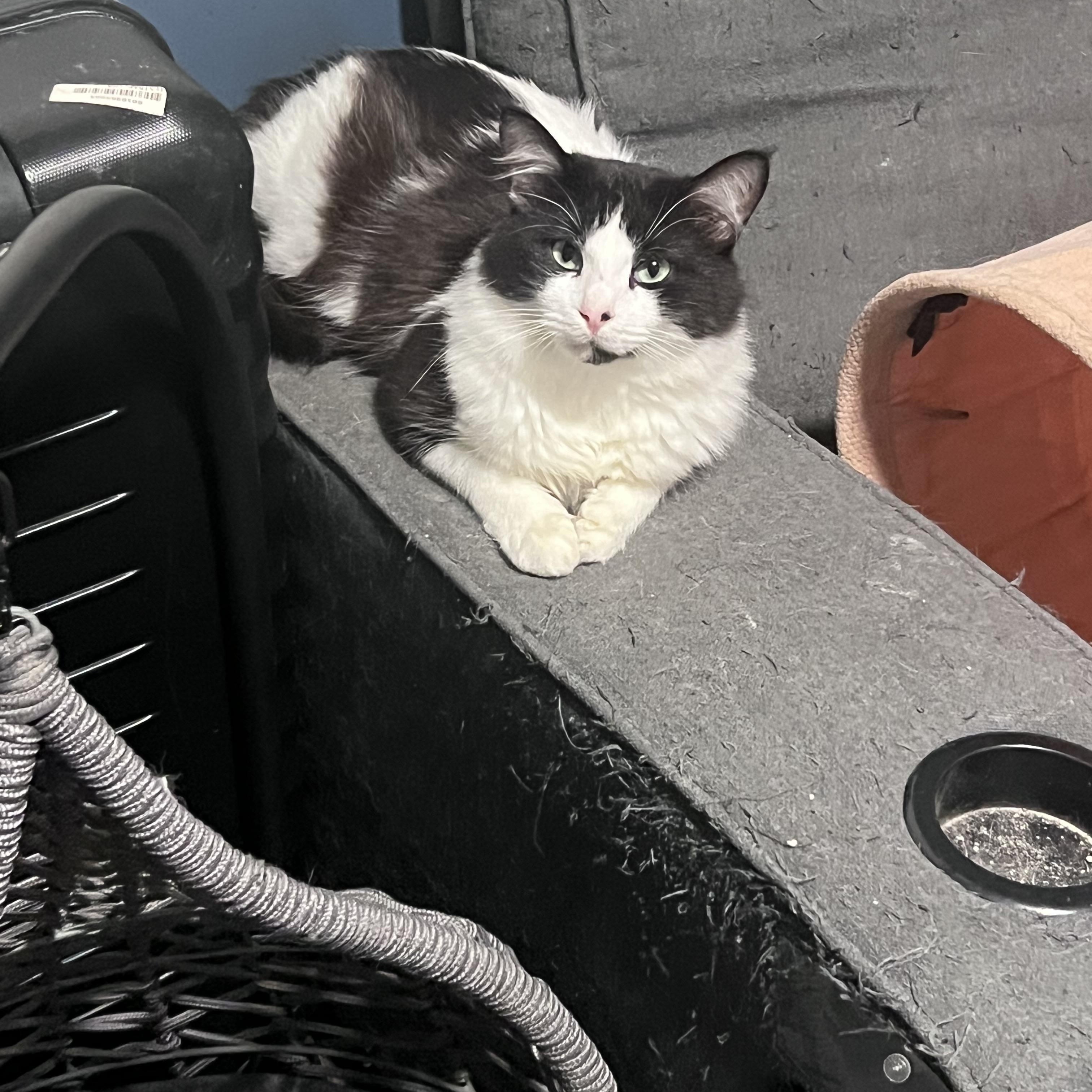 Patrick $50, a Adoptable Domestic Long Hair in Seneca, SC image 4/5