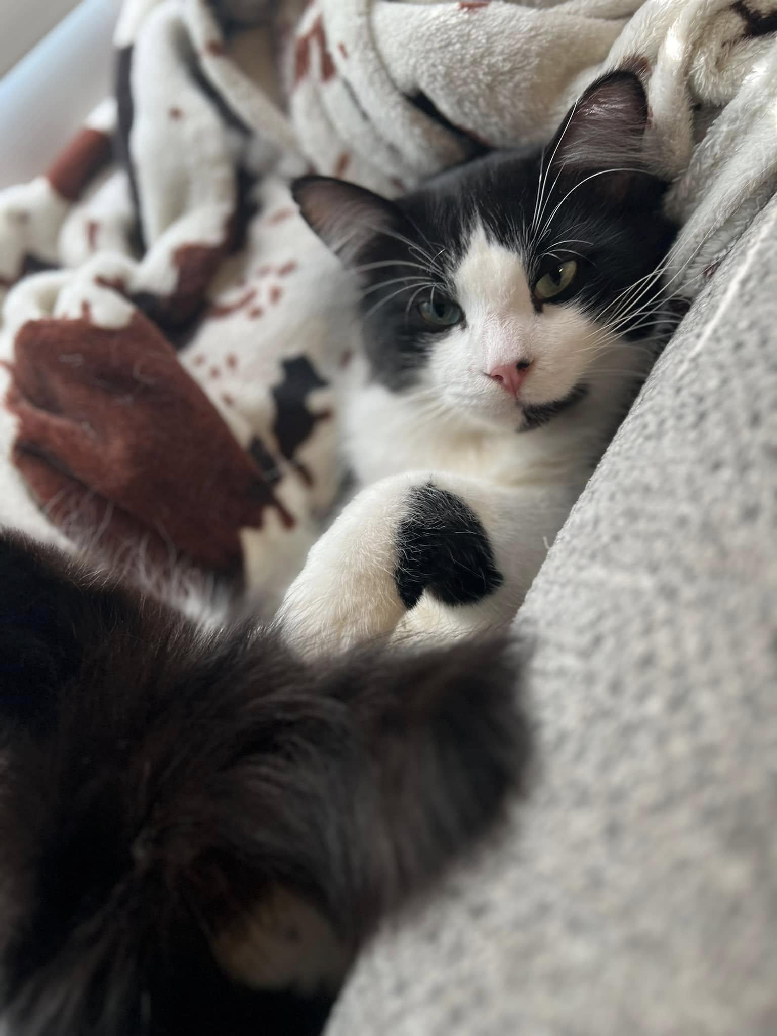 Patrick $50, Adoptable, Adult Male Domestic Long Hair.