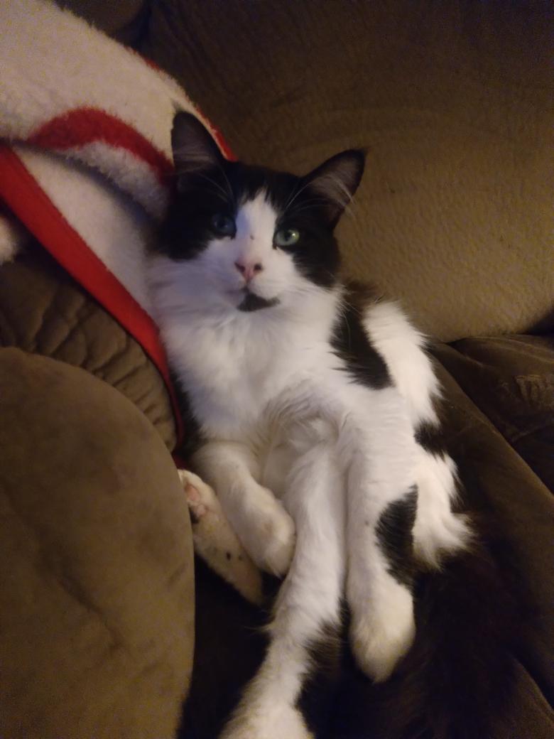 Patrick $50, a Adoptable Domestic Long Hair in Seneca, SC image 5/5