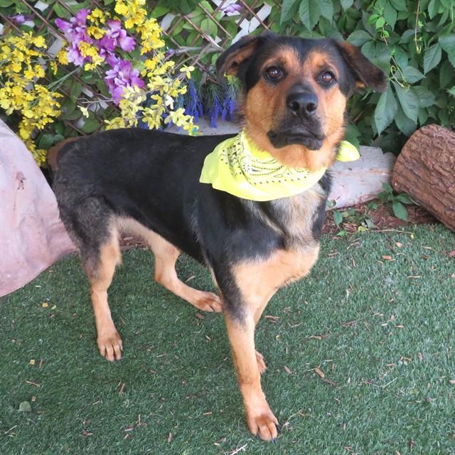 Enlarge VALKYRIE, a Adoptable mixed breed in Oklahoma City, OK image 1/1