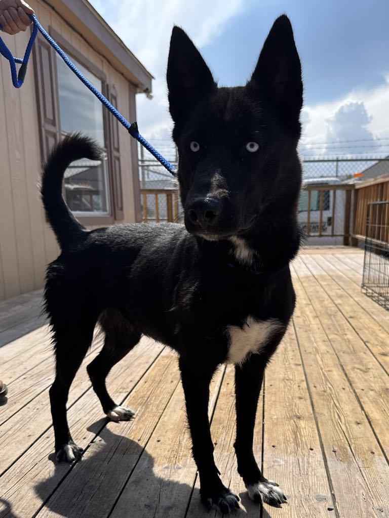 Enlarge Eclipse, a Adoptable mixed breed in Socorro, NM image 1/1