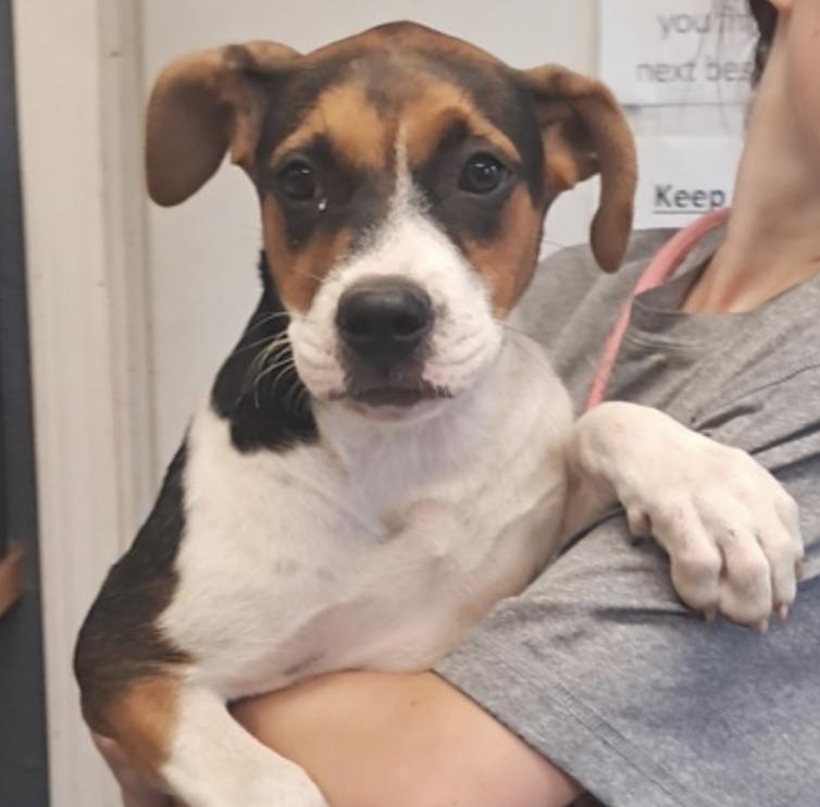 Mitzi, Adoptable, Puppy Female Hound.