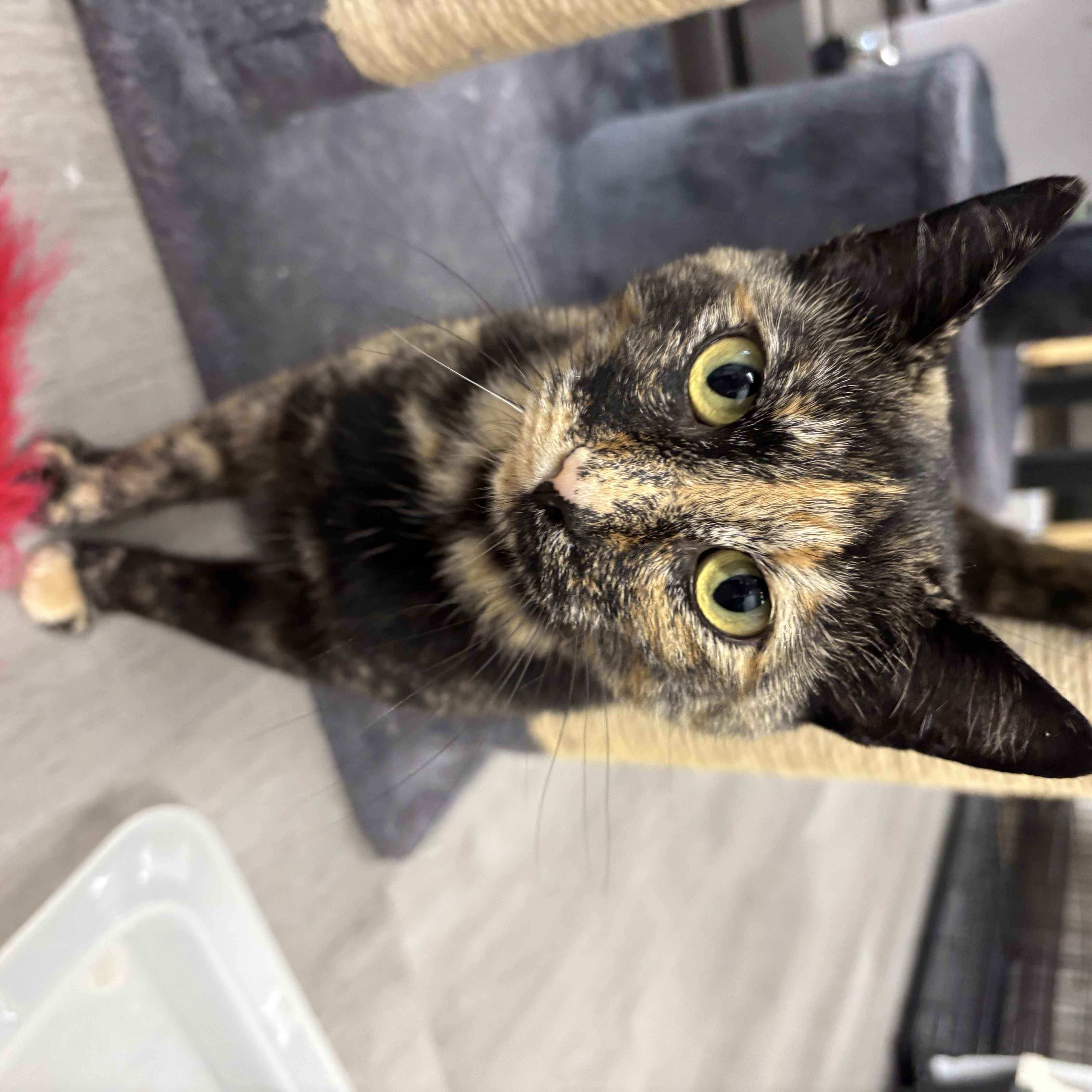 Enlarge Wendy, a ADOPTABLE Domestic Short Hair in Renton , WA image 1/1