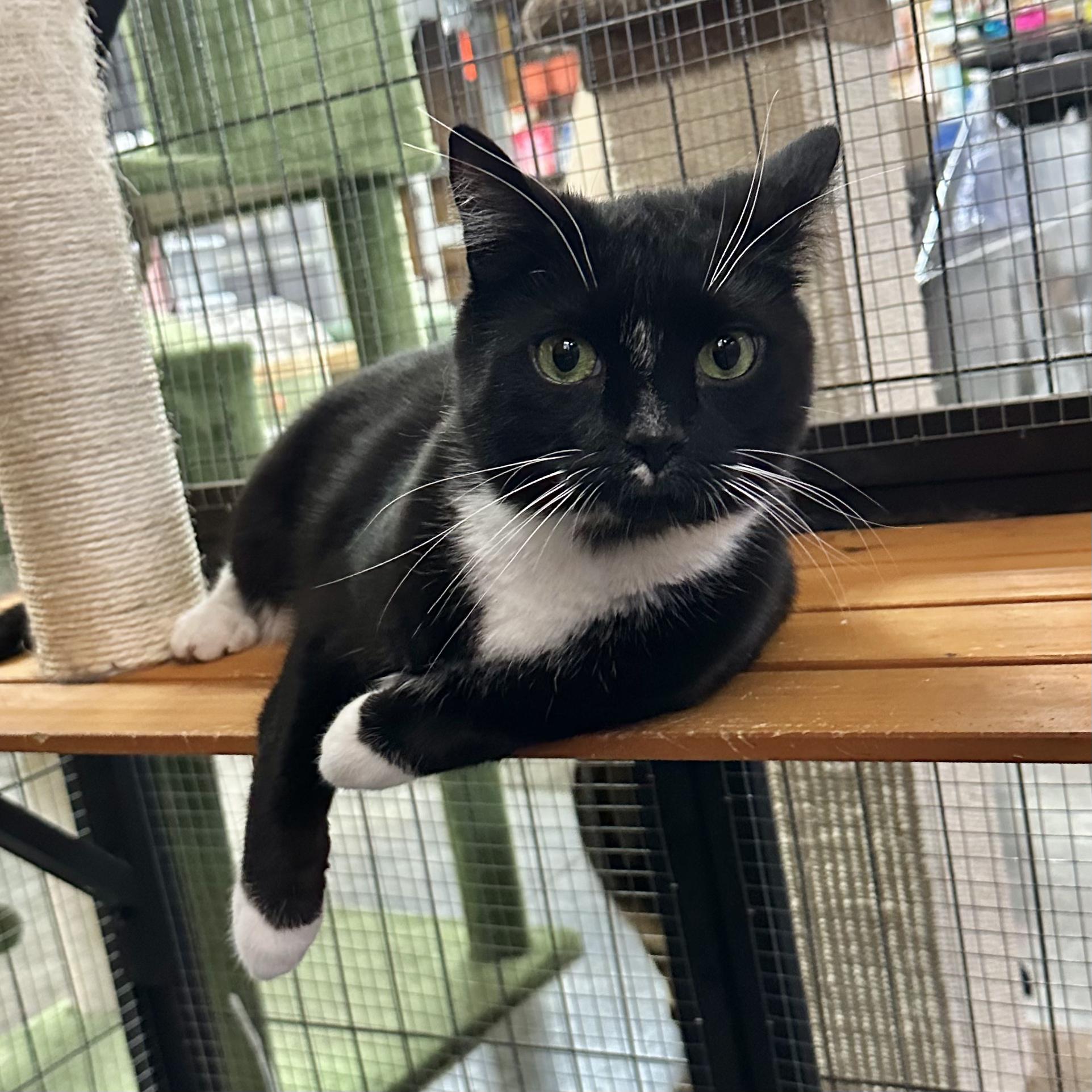 Chives, ADOPTABLE, Young Male American Shorthair.