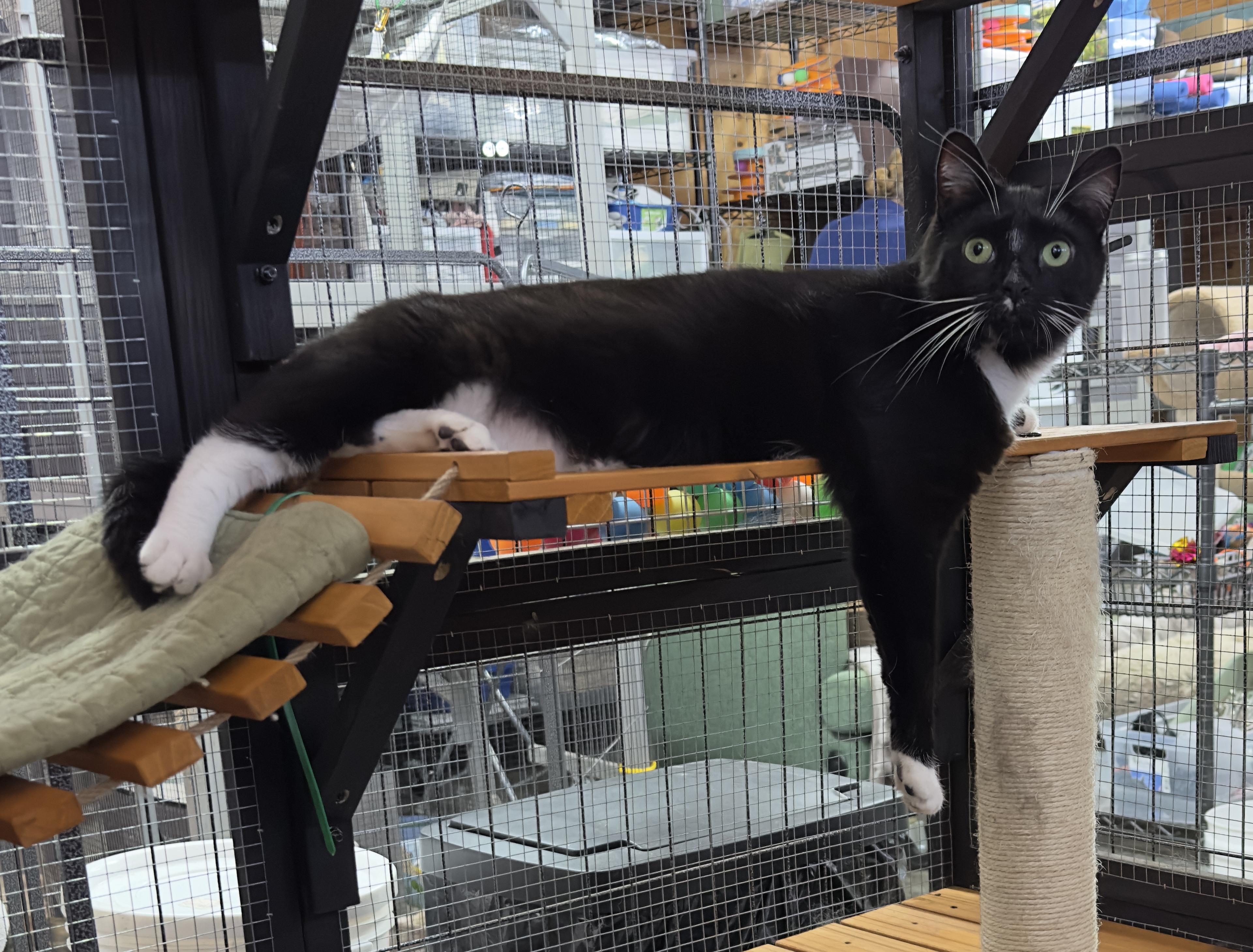 Enlarge Chives, a ADOPTABLE American Shorthair in Roscoe, NY image 2/3