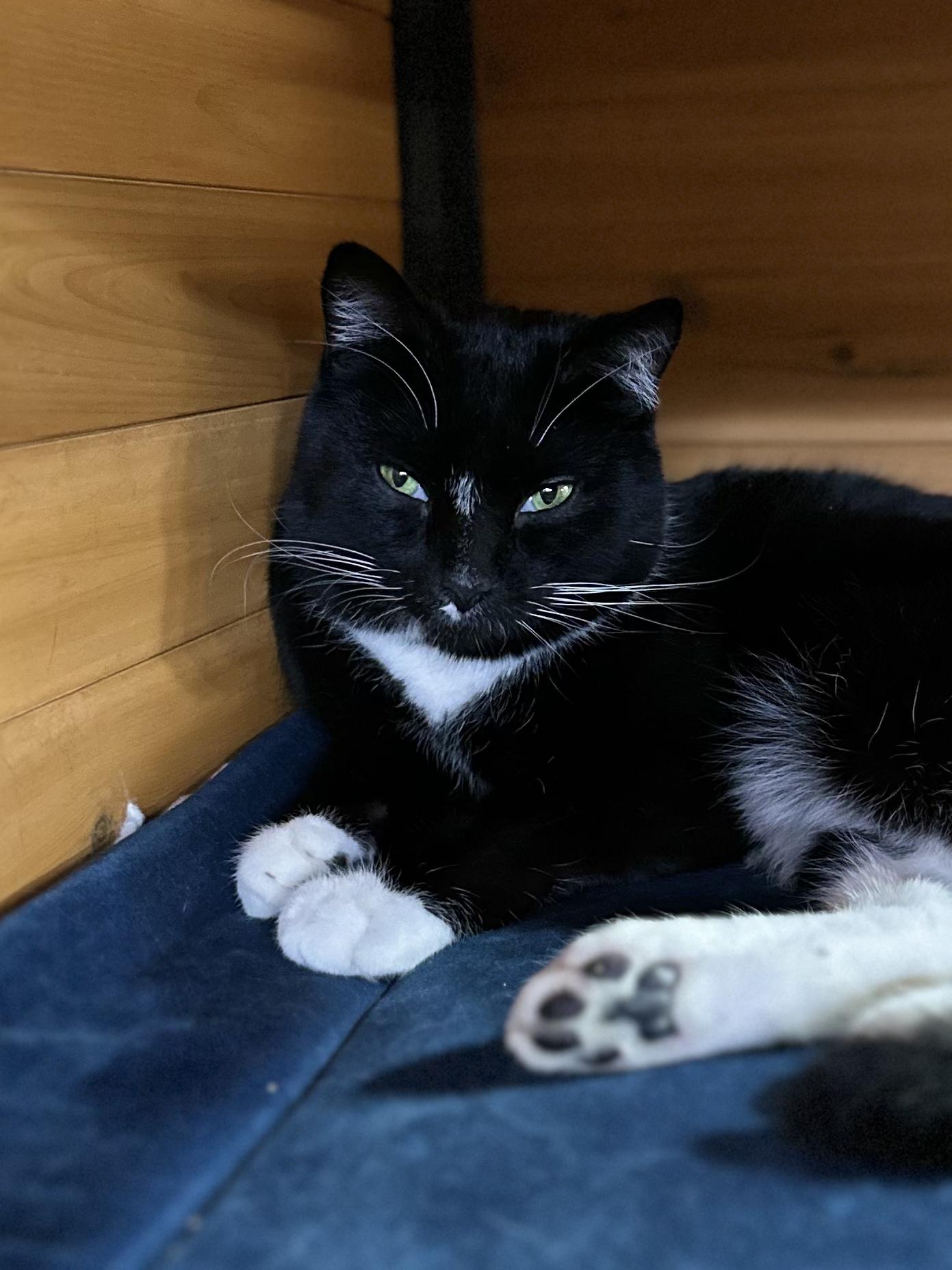 Enlarge Chives, a ADOPTABLE American Shorthair in Roscoe, NY image 3/3