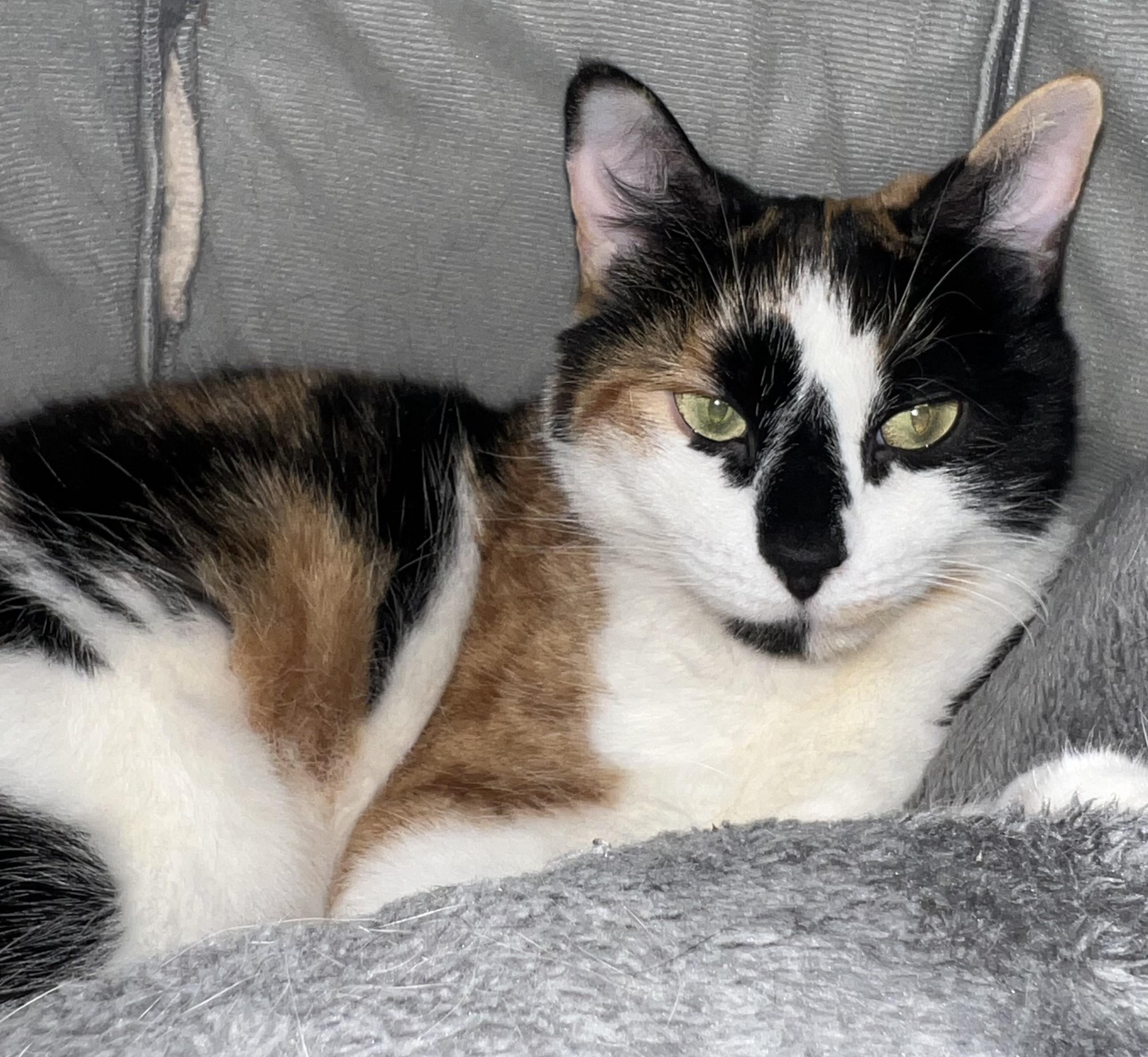 Oreo, Mister and GiGi, ADOPTABLE, Adult Male Domestic Short Hair.