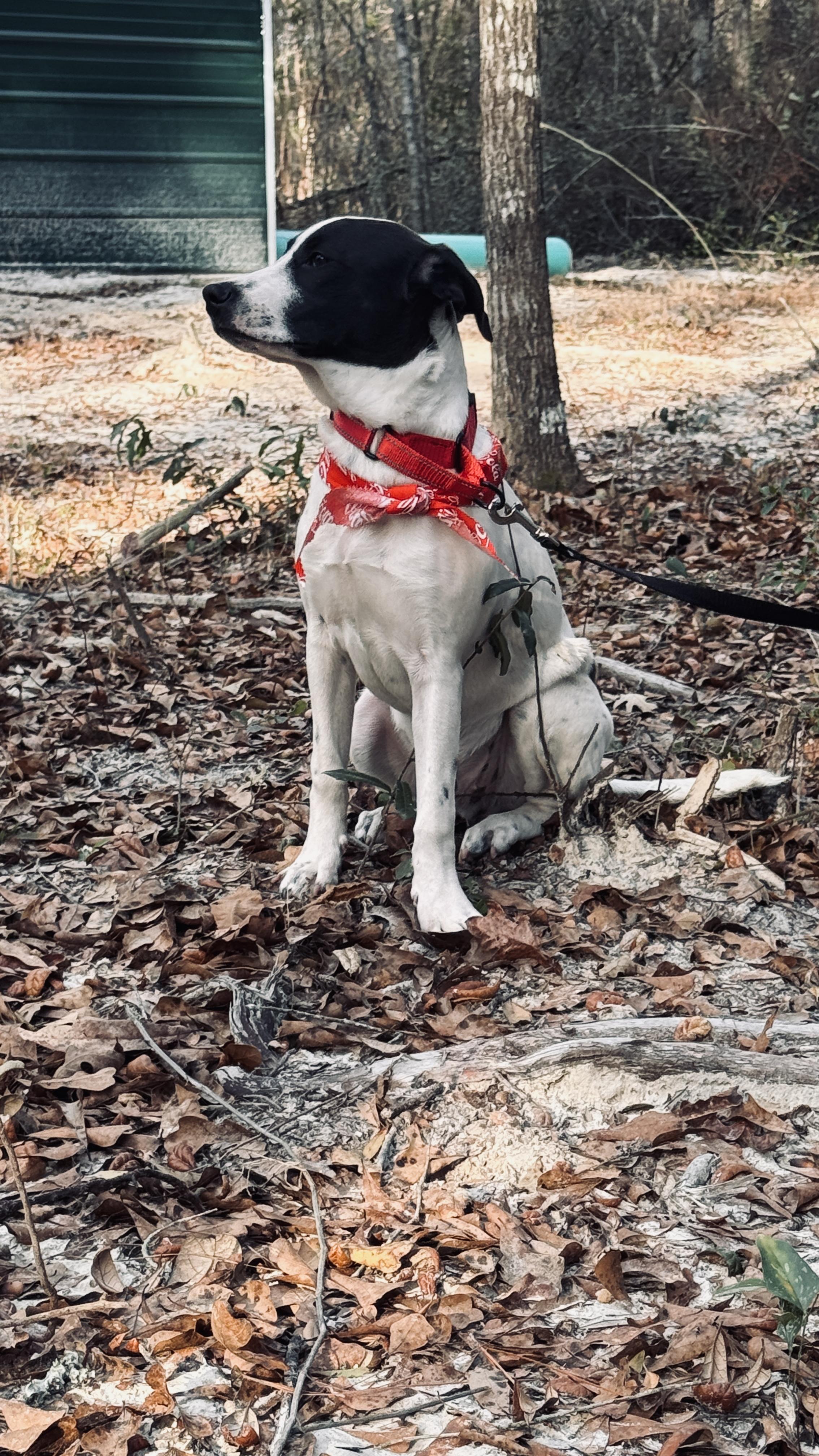 Enlarge Billy Jo Bob, a ADOPTABLE mixed breed in Nahunta, GA image 3/5