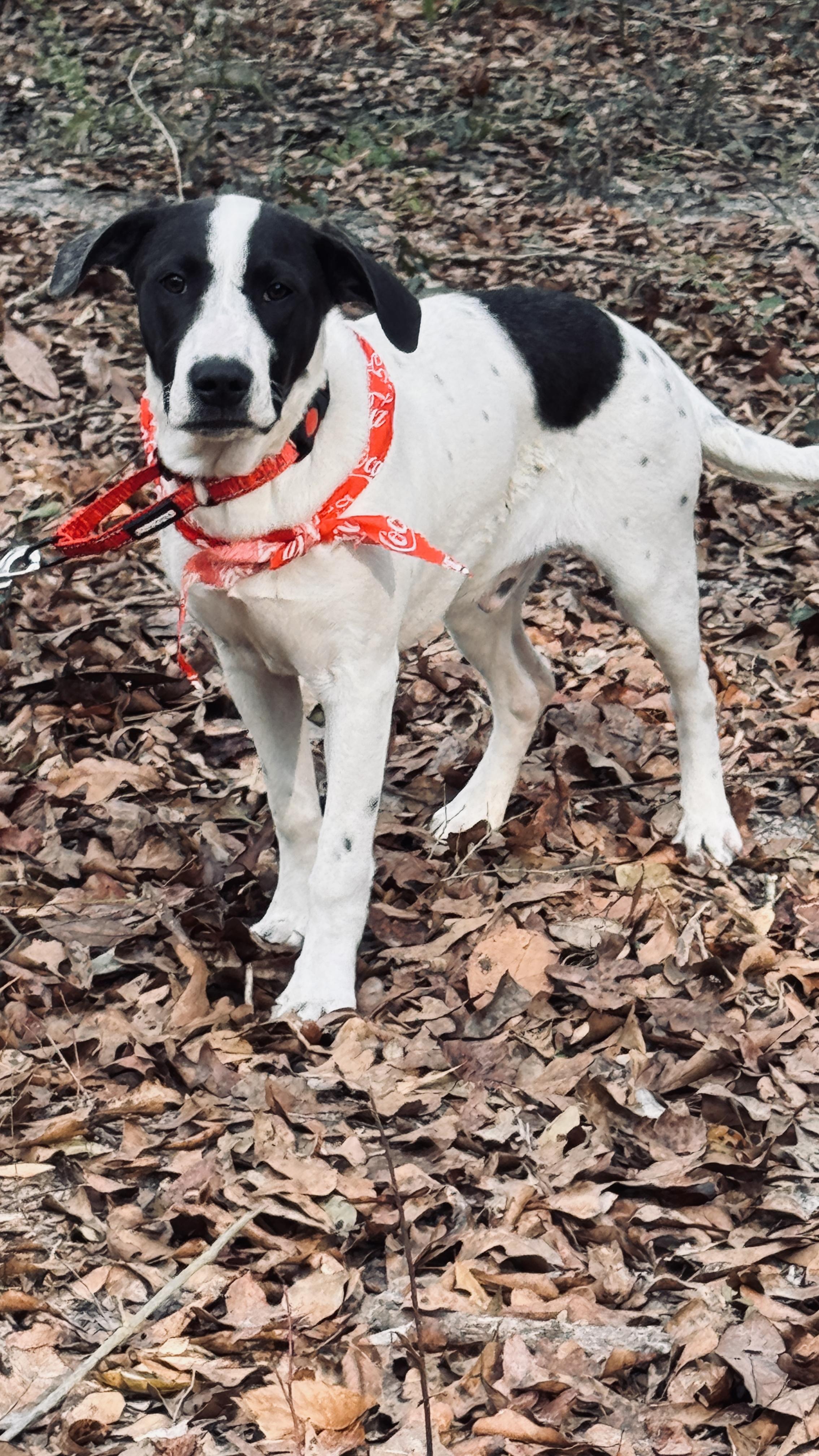 Enlarge Billy Jo Bob, a ADOPTABLE mixed breed in Nahunta, GA image 2/5