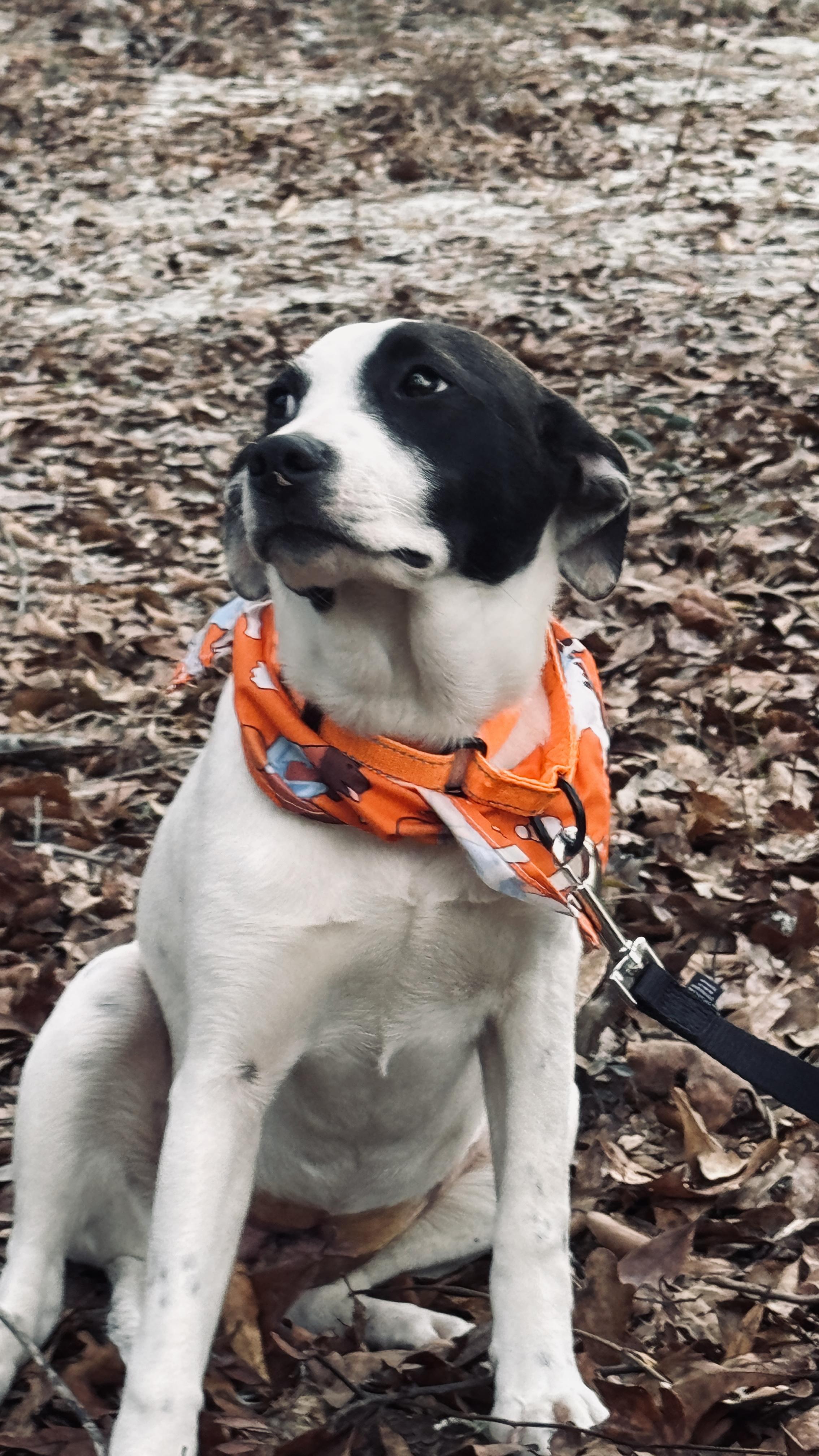 Enlarge Billy Jo Bob, a ADOPTABLE mixed breed in Nahunta, GA image 4/5