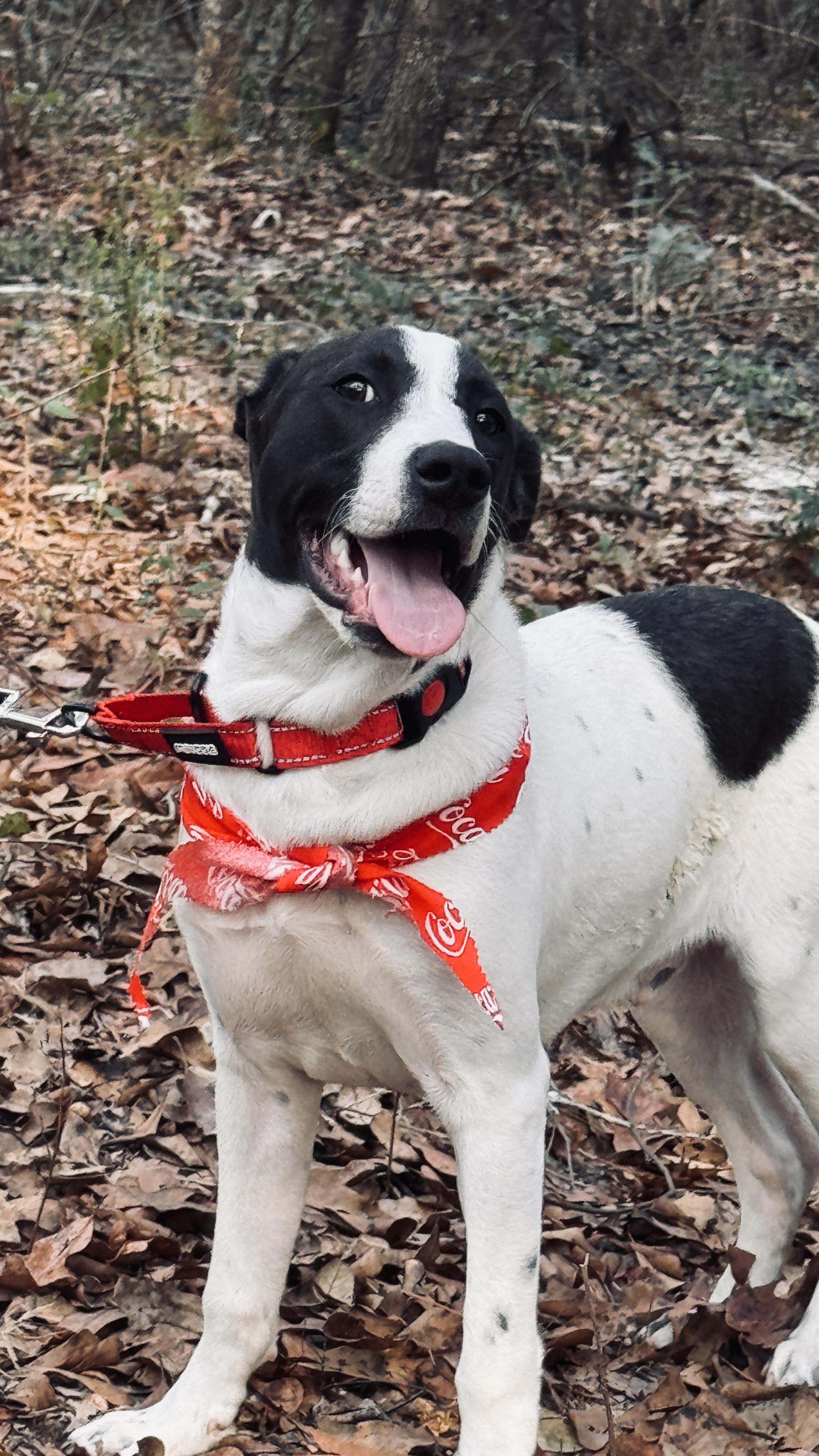 Enlarge Billy Jo Bob, a ADOPTABLE mixed breed in Nahunta, GA image 5/5