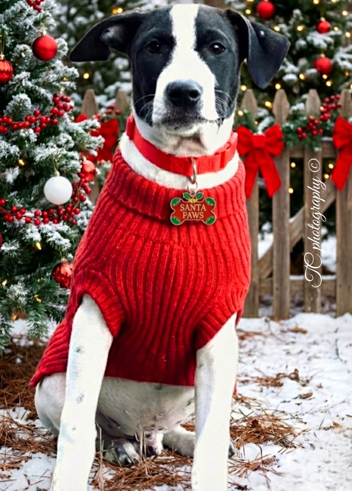 Enlarge Billy Jo Bob, a ADOPTABLE mixed breed in Nahunta, GA image 1/1