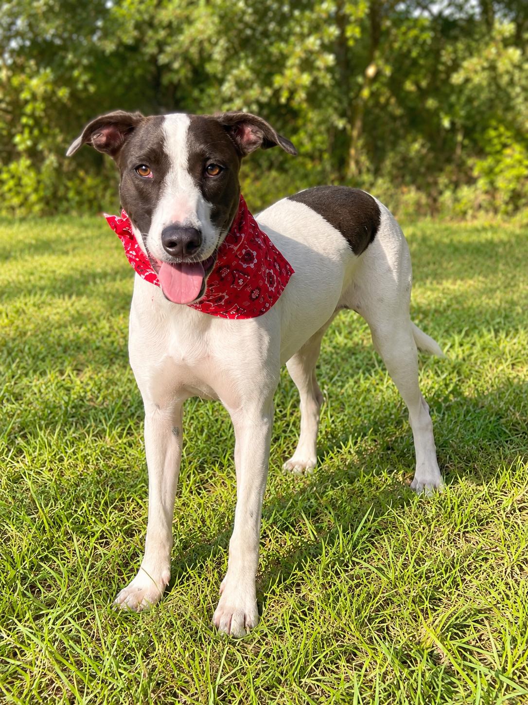 Billy Bob, Adoptable, Young Male Treeing Walker Coonhound & Hound.