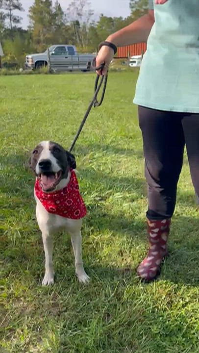 Enlarge Billy Bob, a Adoptable mixed breed in Jacksonville, FL video 6/6