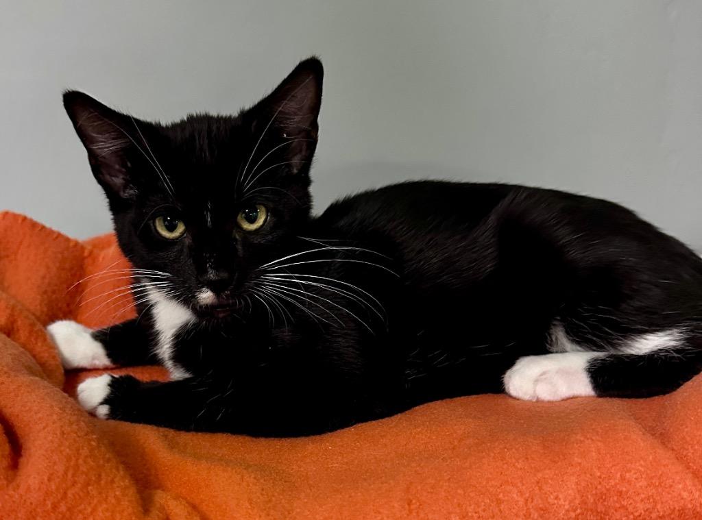 Armin, Adoptable, Kitten Male Domestic Short Hair.