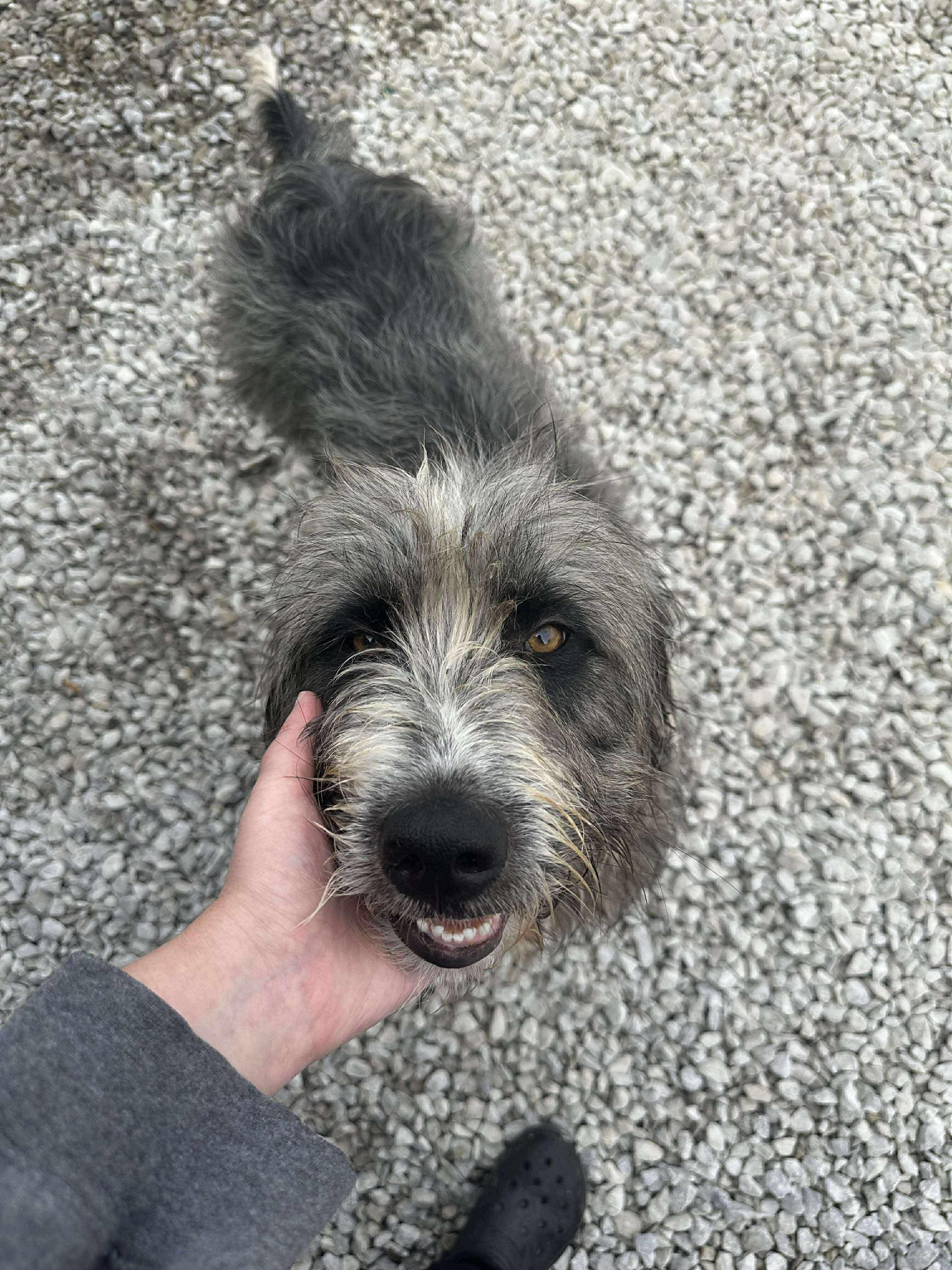 Enlarge Branson, a Adoptable Bearded Collie in Westwood, NJ image 3/6