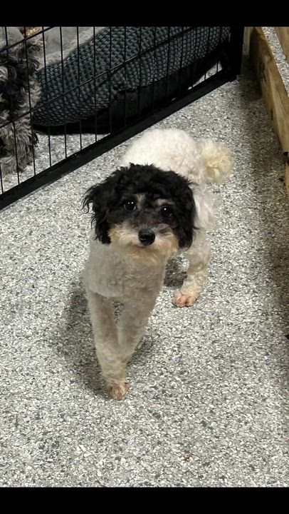 Enlarge Brayson 7 lbs , a Adoptable mixed breed in Maumee , OH video 4/4