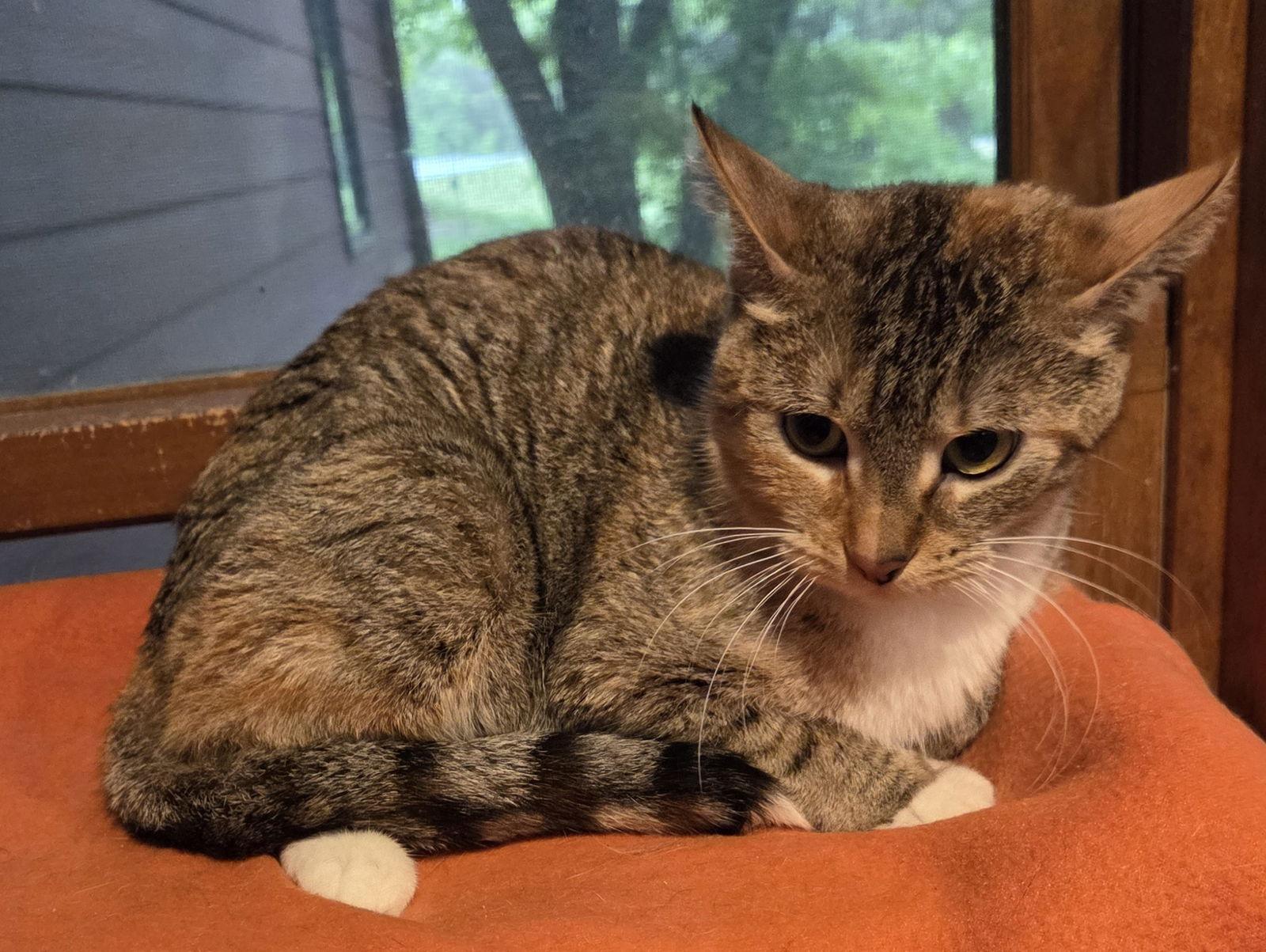 Barista, Adoptable, Young Female Domestic Short Hair & Tabby.