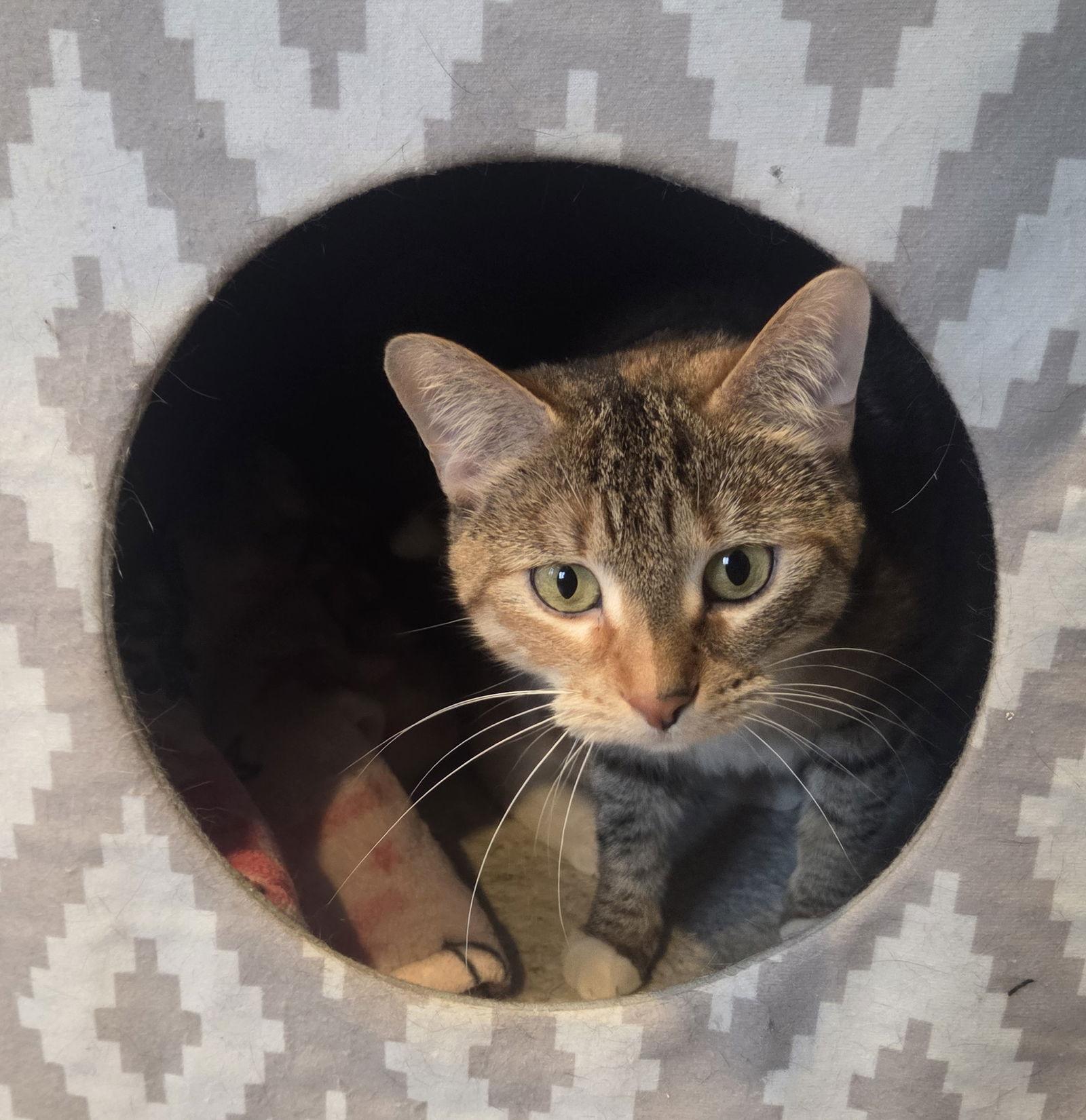 Barista, Adoptable, Young Female Domestic Short Hair & Tabby.