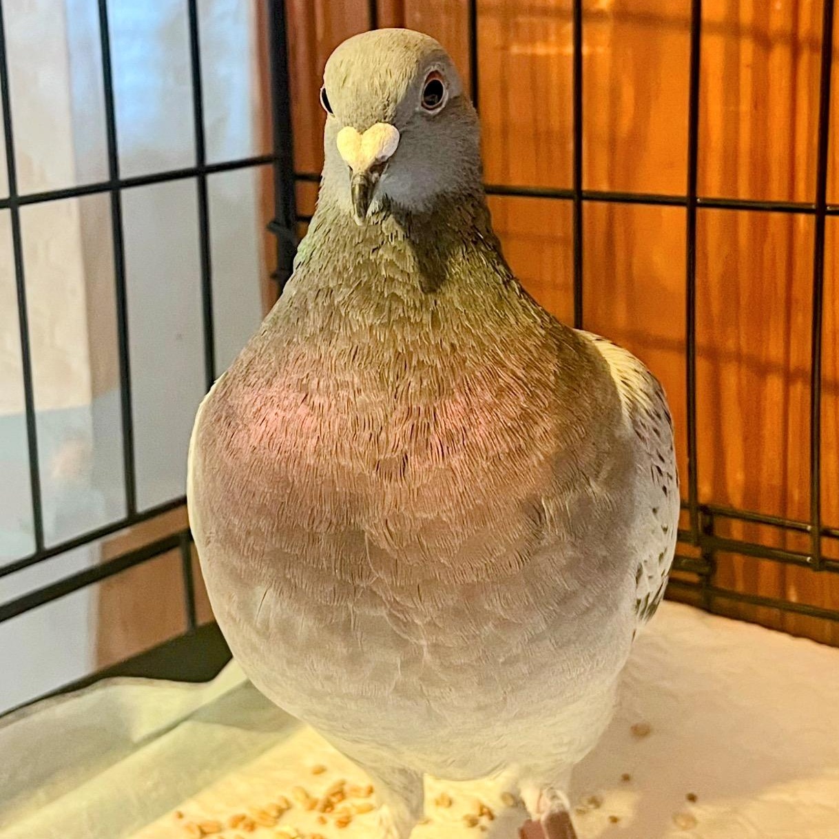 Plinko, a Adoptable Pigeon in Chicago, IL image 2/3
