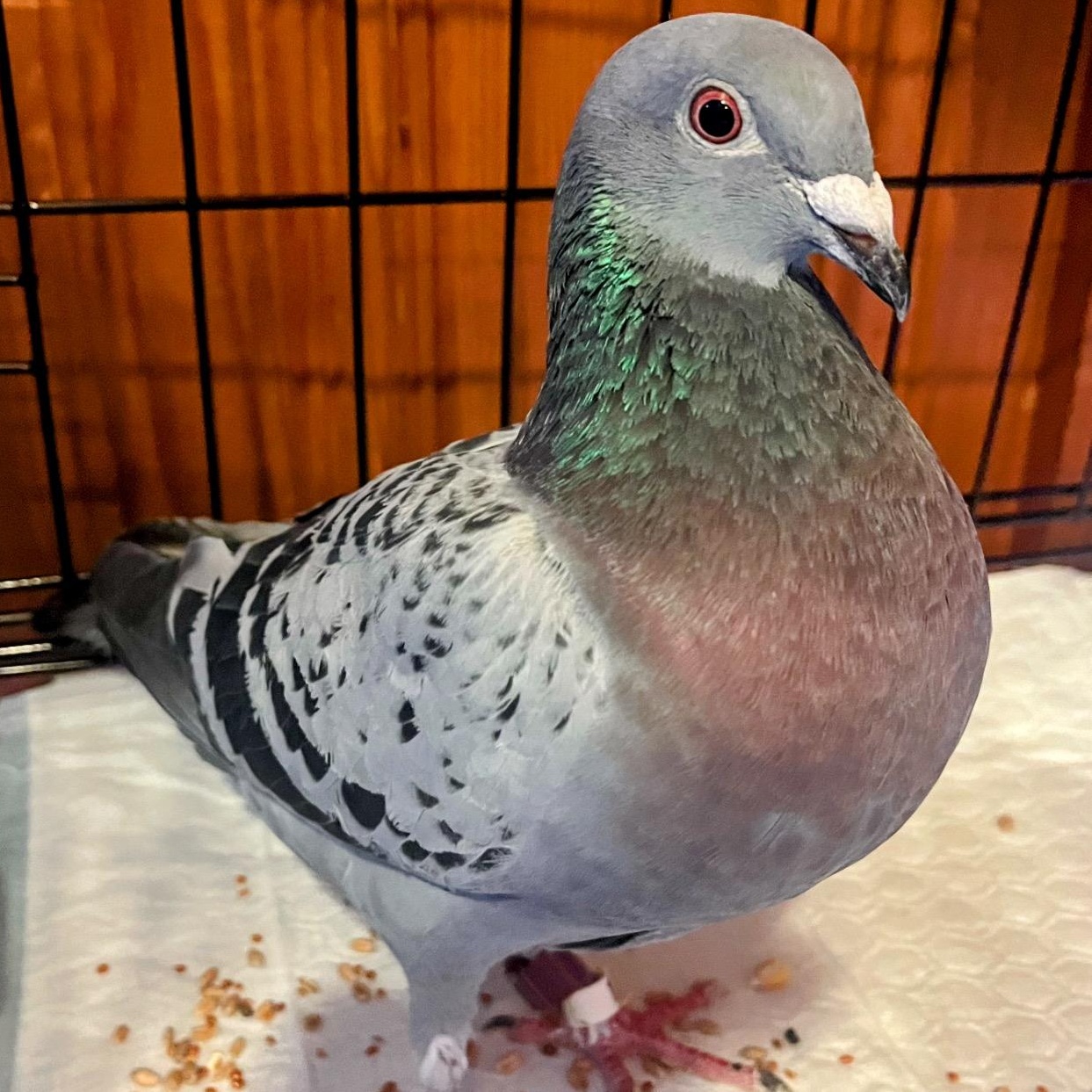 Plinko, Adoptable, Adult Unknown Pigeon.
