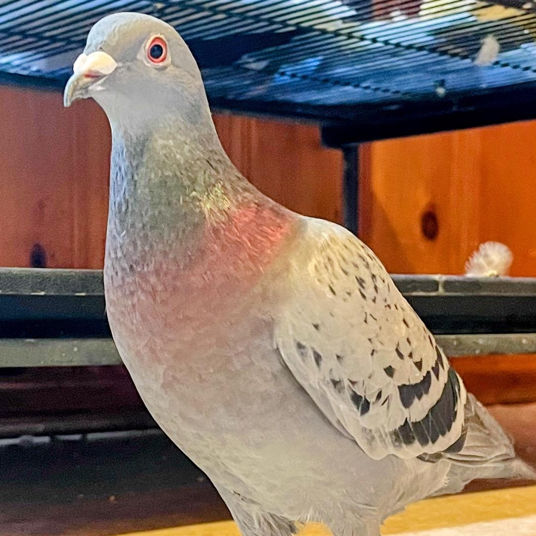 Plinko, a Adoptable Pigeon in Chicago, IL image 3/3