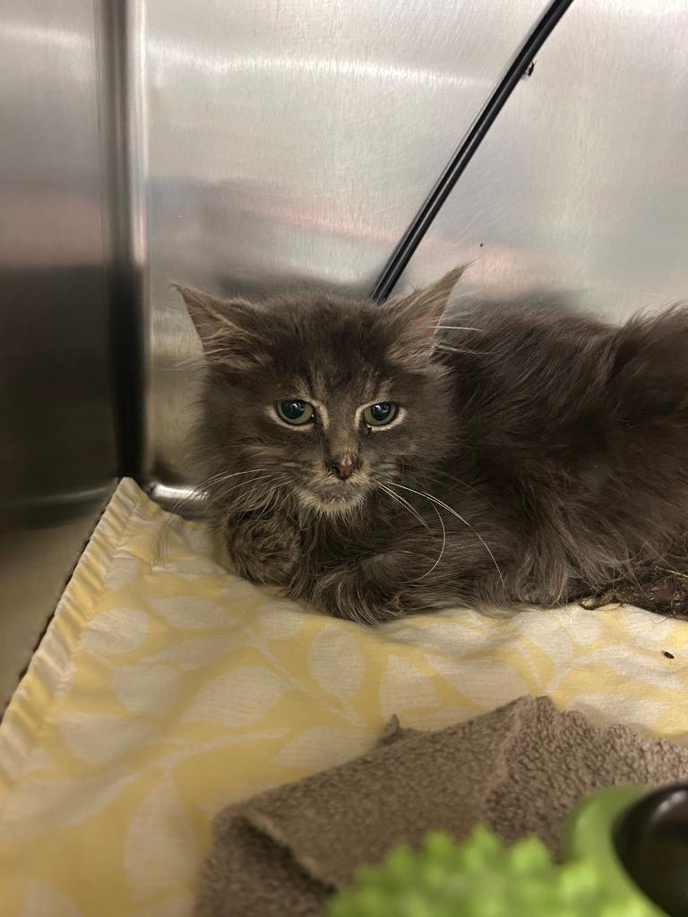 Glow-worm, Adoptable, Young Male Domestic Medium Hair.