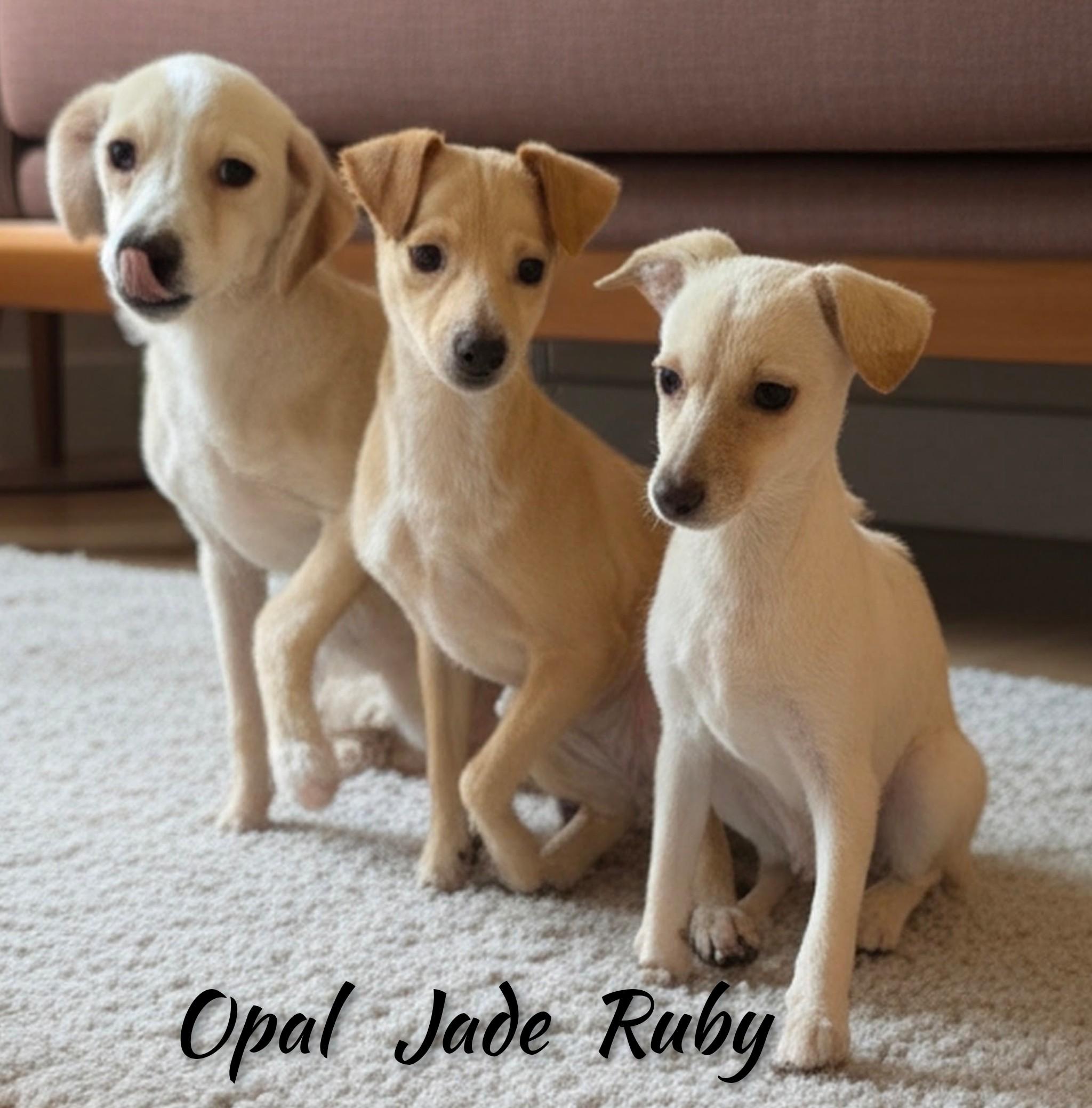 Enlarge Opal, a Adoptable mixed breed in Fredericksburg, VA image 4/6