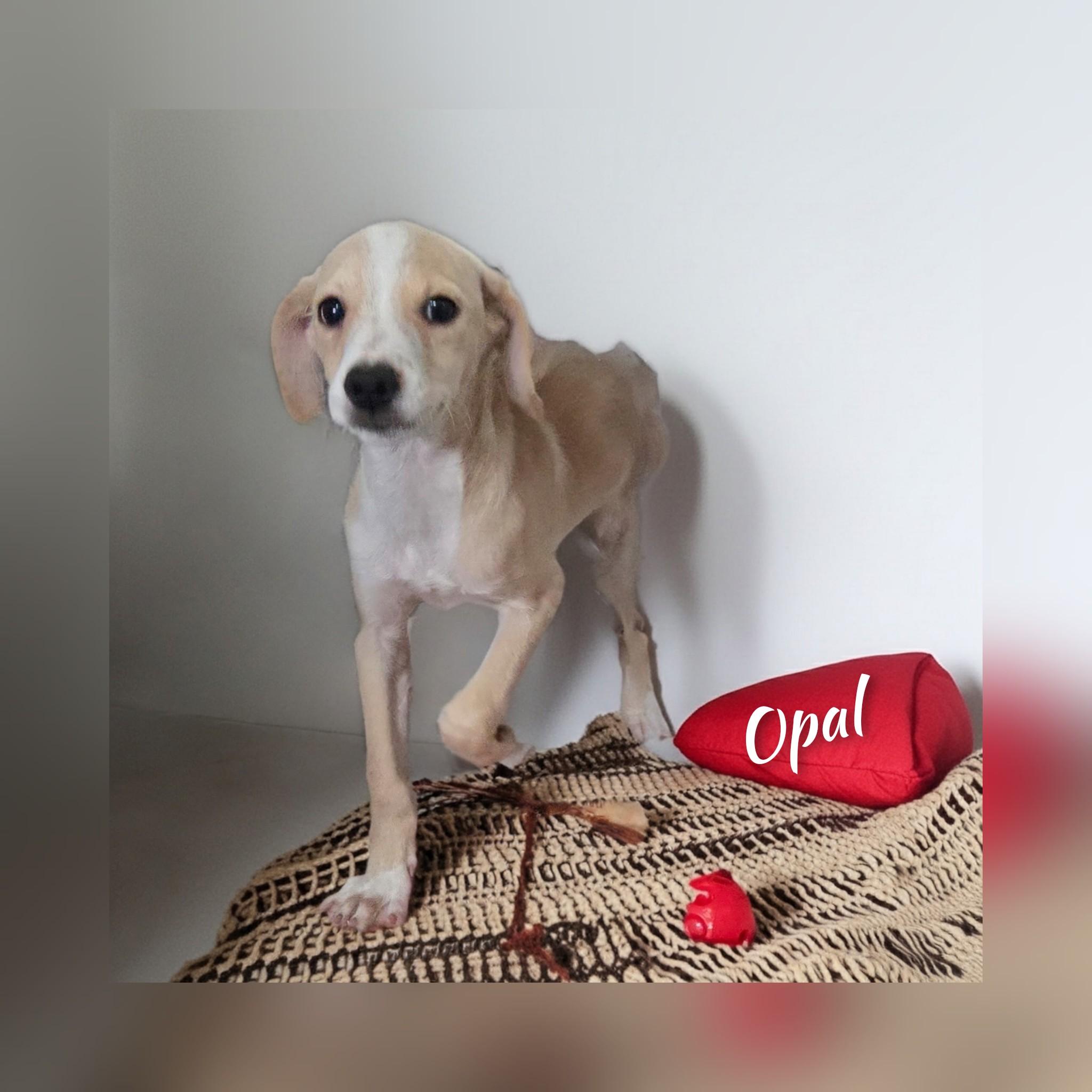 Enlarge Opal, a Adoptable mixed breed in Fredericksburg, VA image 1/6