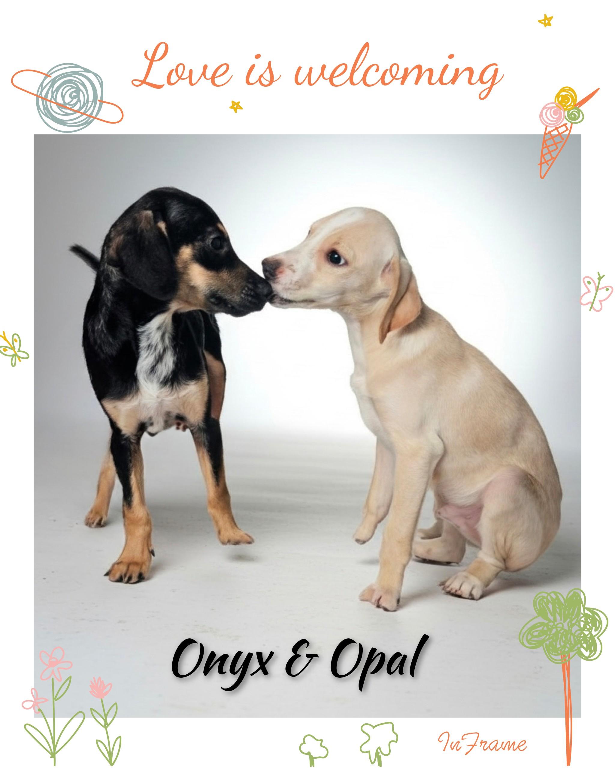 Enlarge Opal, a Adoptable mixed breed in Fredericksburg, VA image 3/6