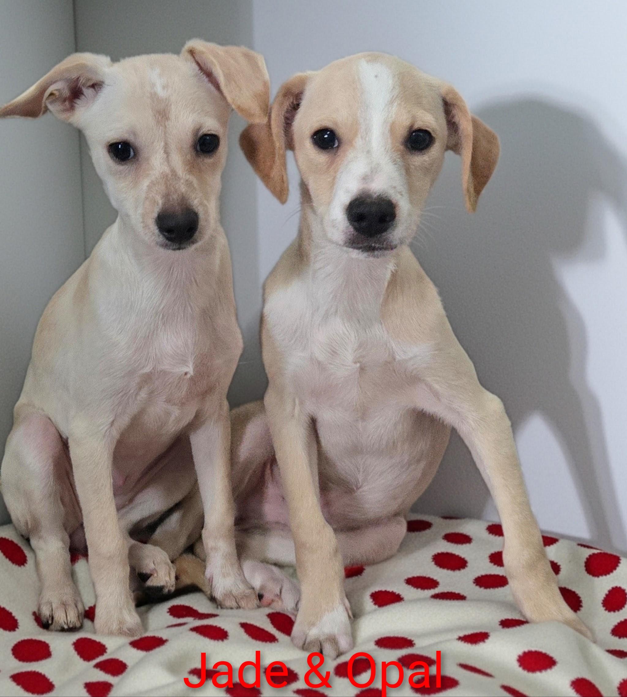 Enlarge Opal, a Adoptable mixed breed in Fredericksburg, VA image 6/6