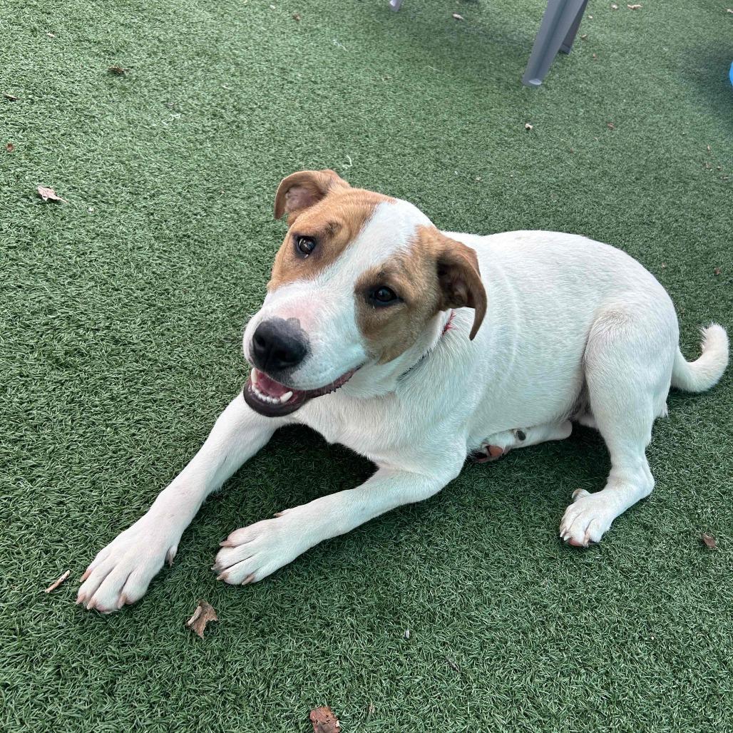 Mudbud, Adoptable, Young Male Great Pyrenees & Mixed Breed.