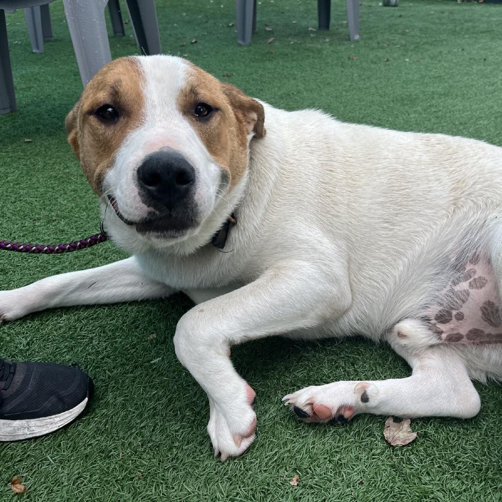 Enlarge Mudbud, a Adoptable mixed breed in La Grange, KY image 2/6