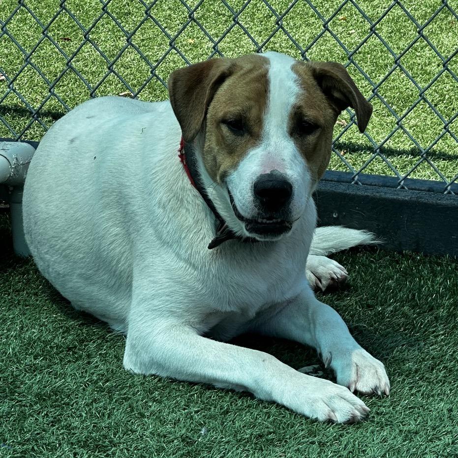 Enlarge Mudbud, a Adoptable mixed breed in La Grange, KY image 3/6