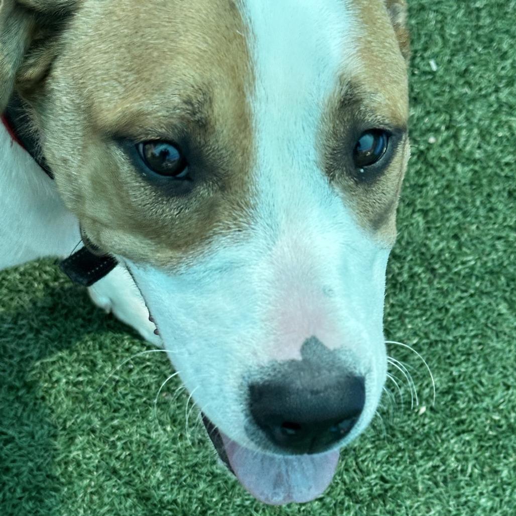 Enlarge Mudbud, a Adoptable mixed breed in La Grange, KY image 4/6