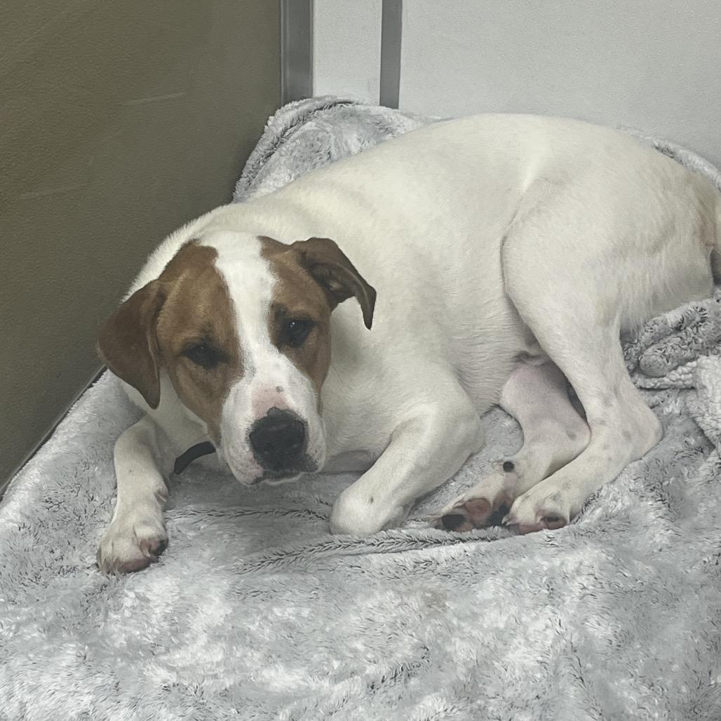 Enlarge Mudbud, a Adoptable mixed breed in La Grange, KY image 5/6