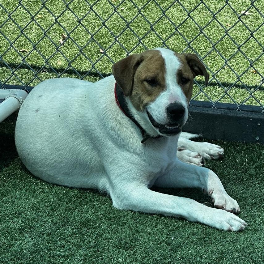 Enlarge Mudbud, a Adoptable mixed breed in La Grange, KY image 6/6