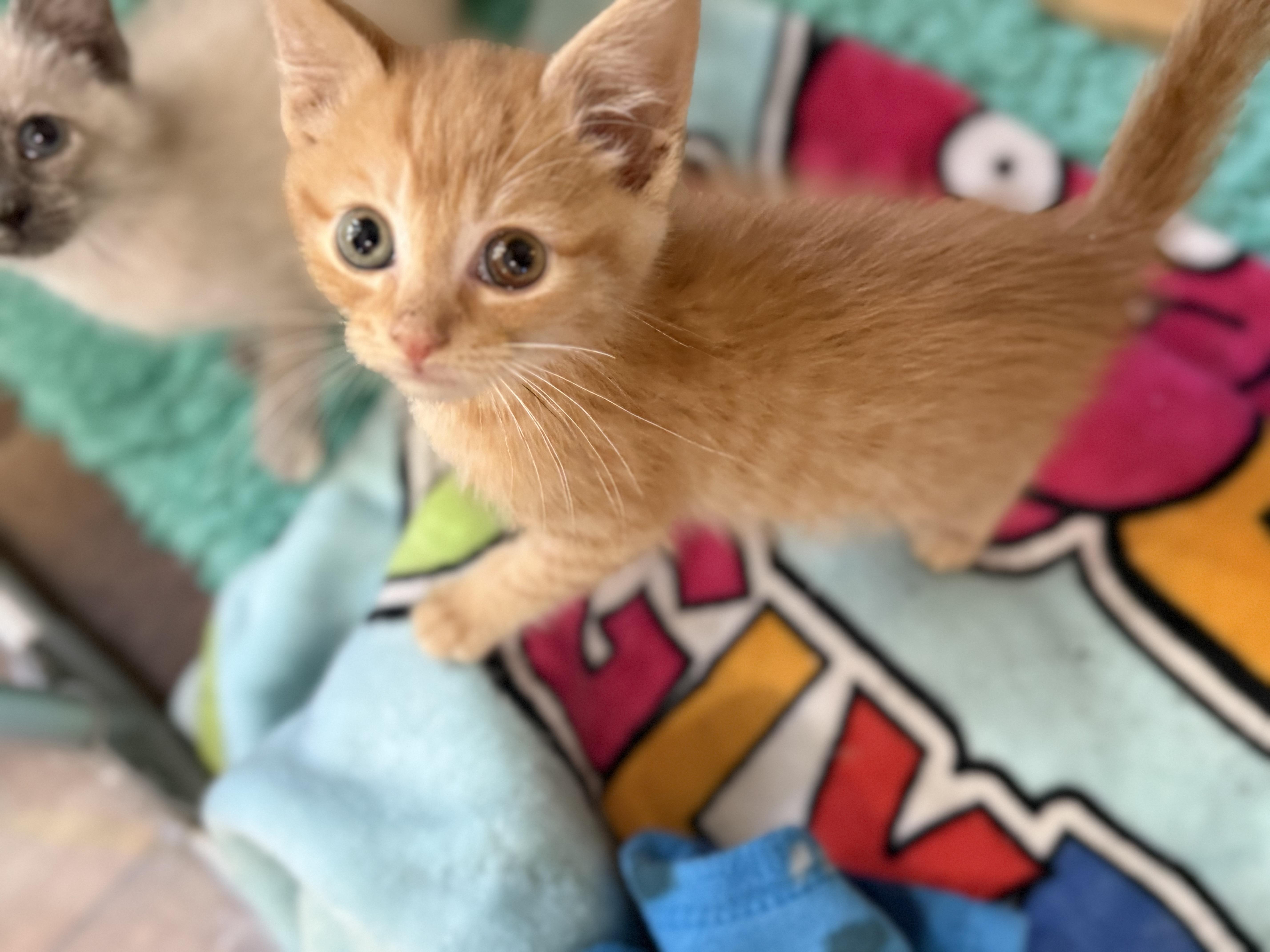 Enlarge Maddox, a Adoptable Domestic Medium Hair in Ellington, MO image 1/4